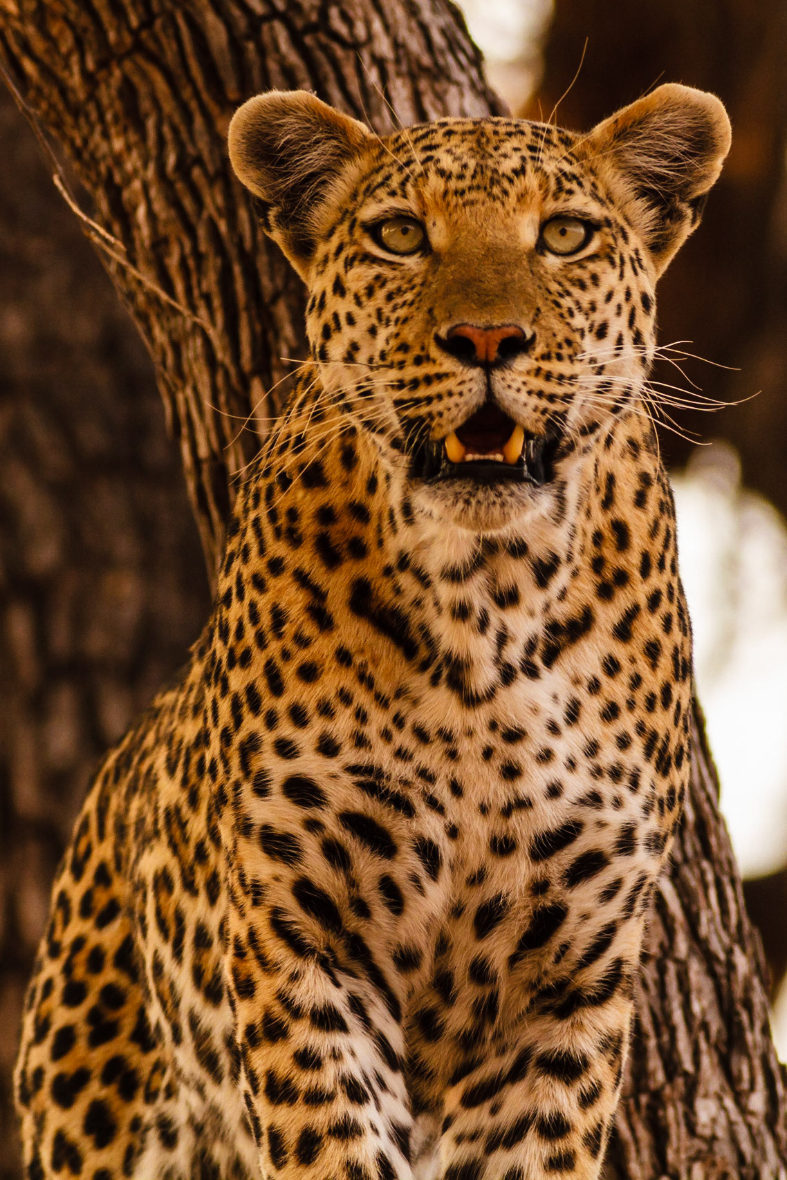 Leopard
