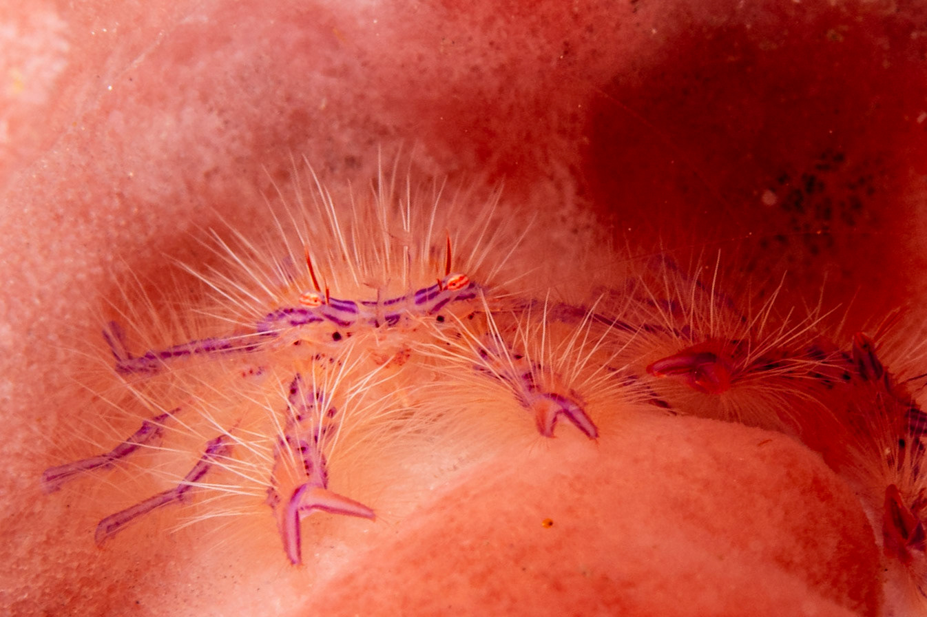 Hairy Squat Lobster