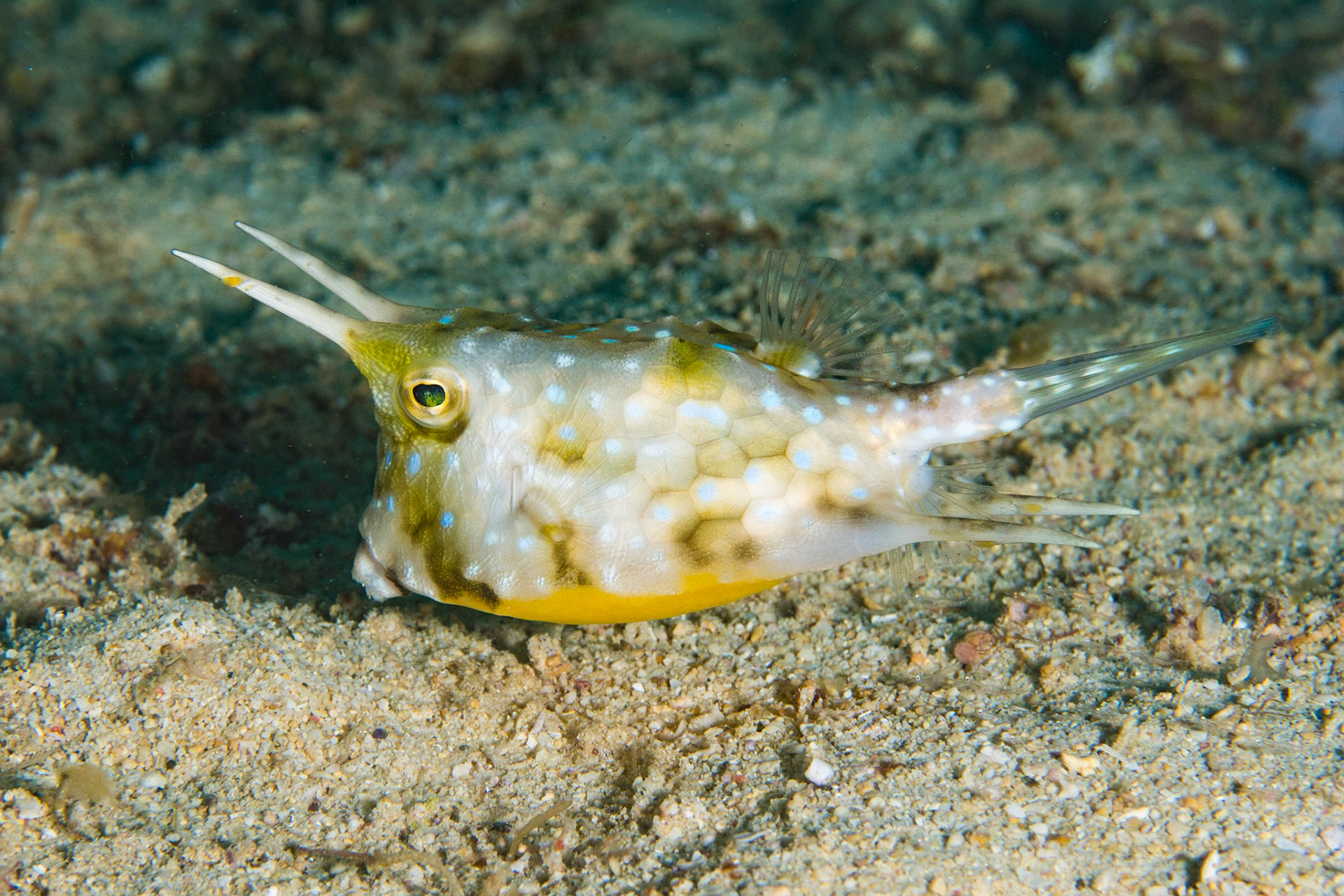 Longhorn Cowfish