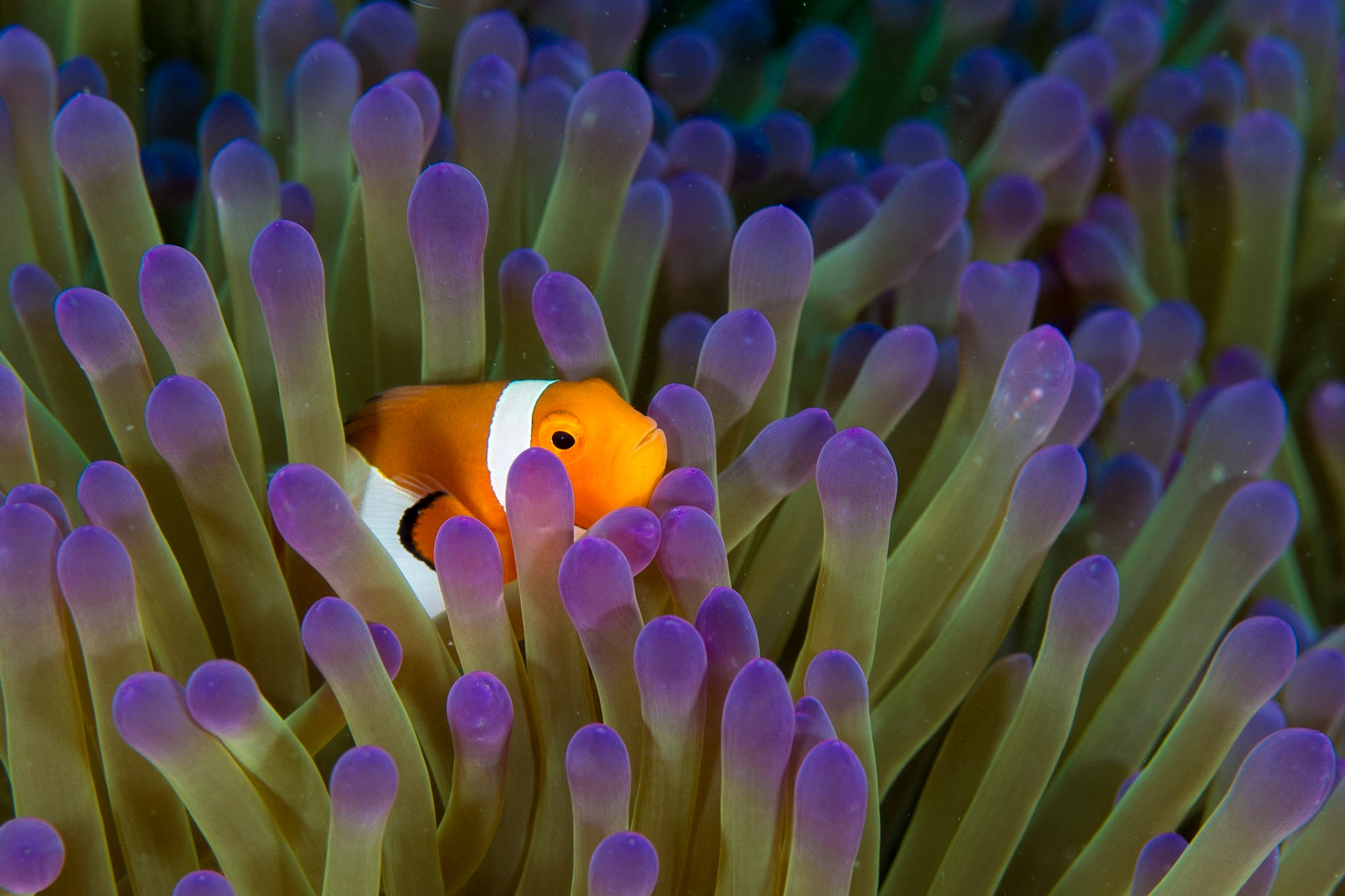False Clown Anemonefish and Magnificent Anemone