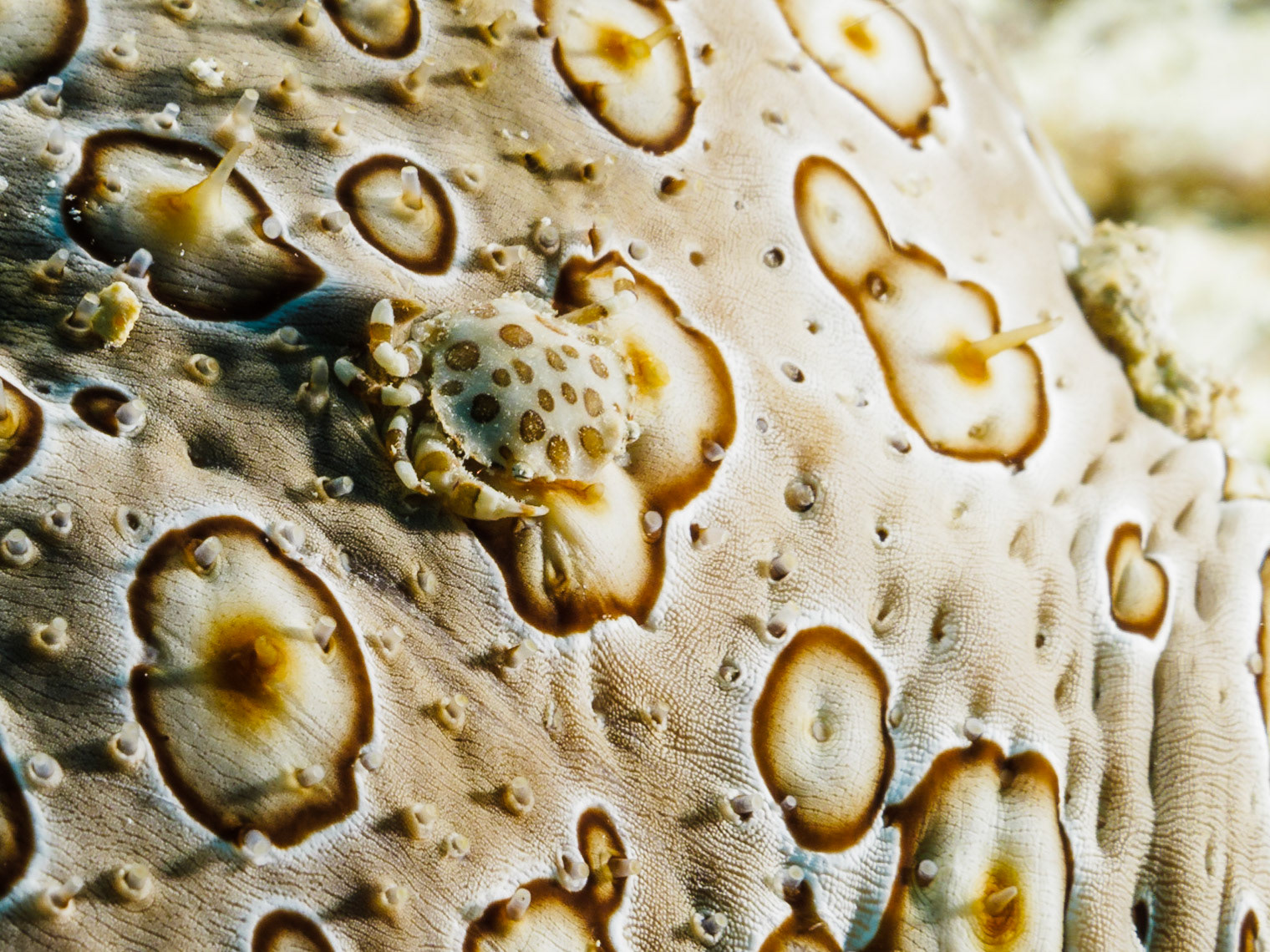 Sea Cucumber Swimming Crab on a sea cucumber