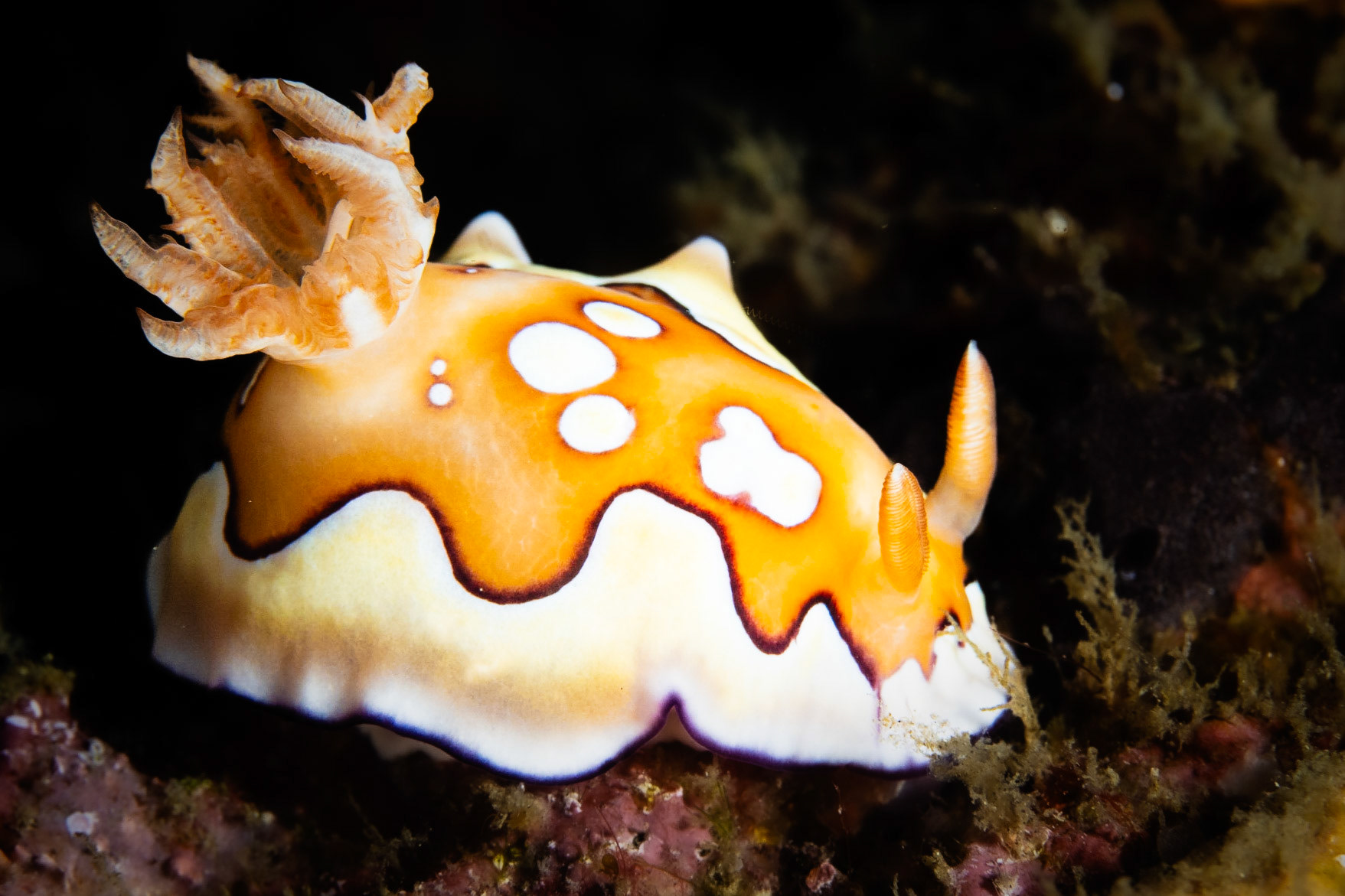 Goniobranchus coi