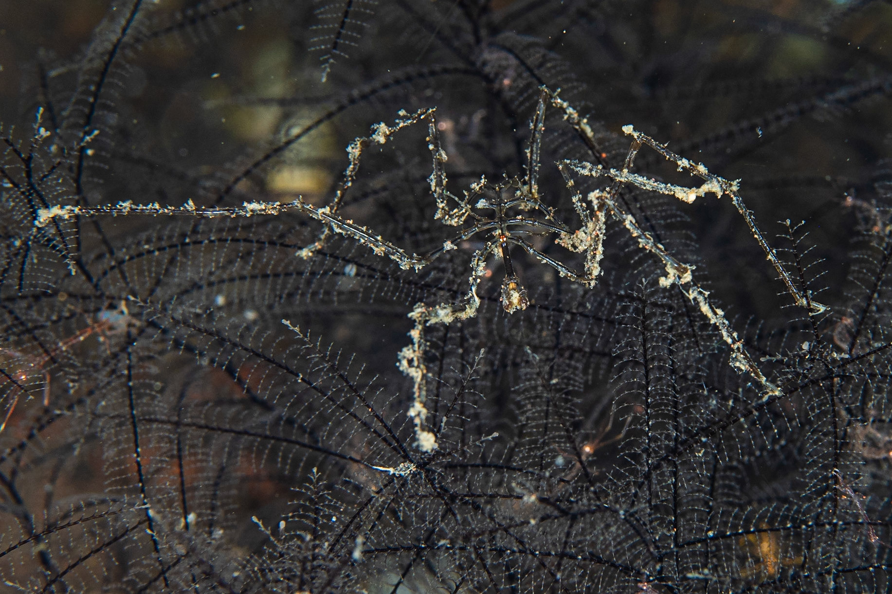 Sea Spiders