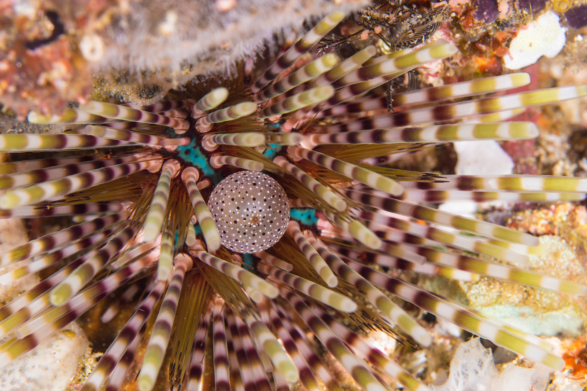 Double-spined Urchin