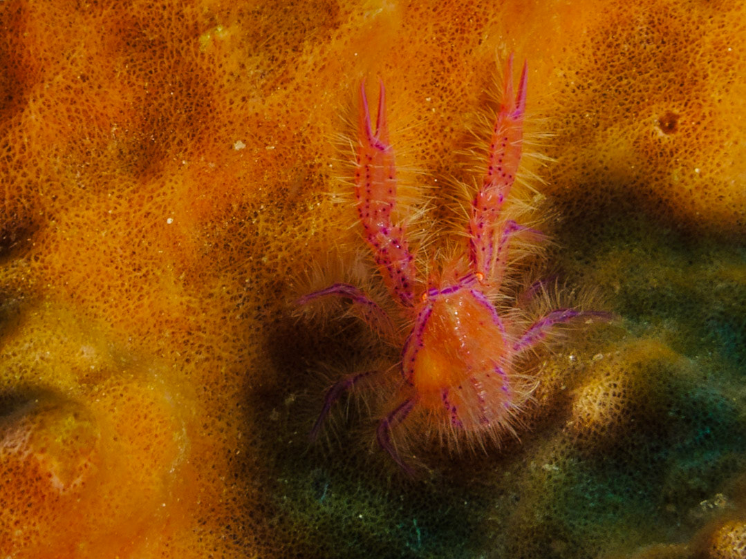 Hairy Squat Lobster