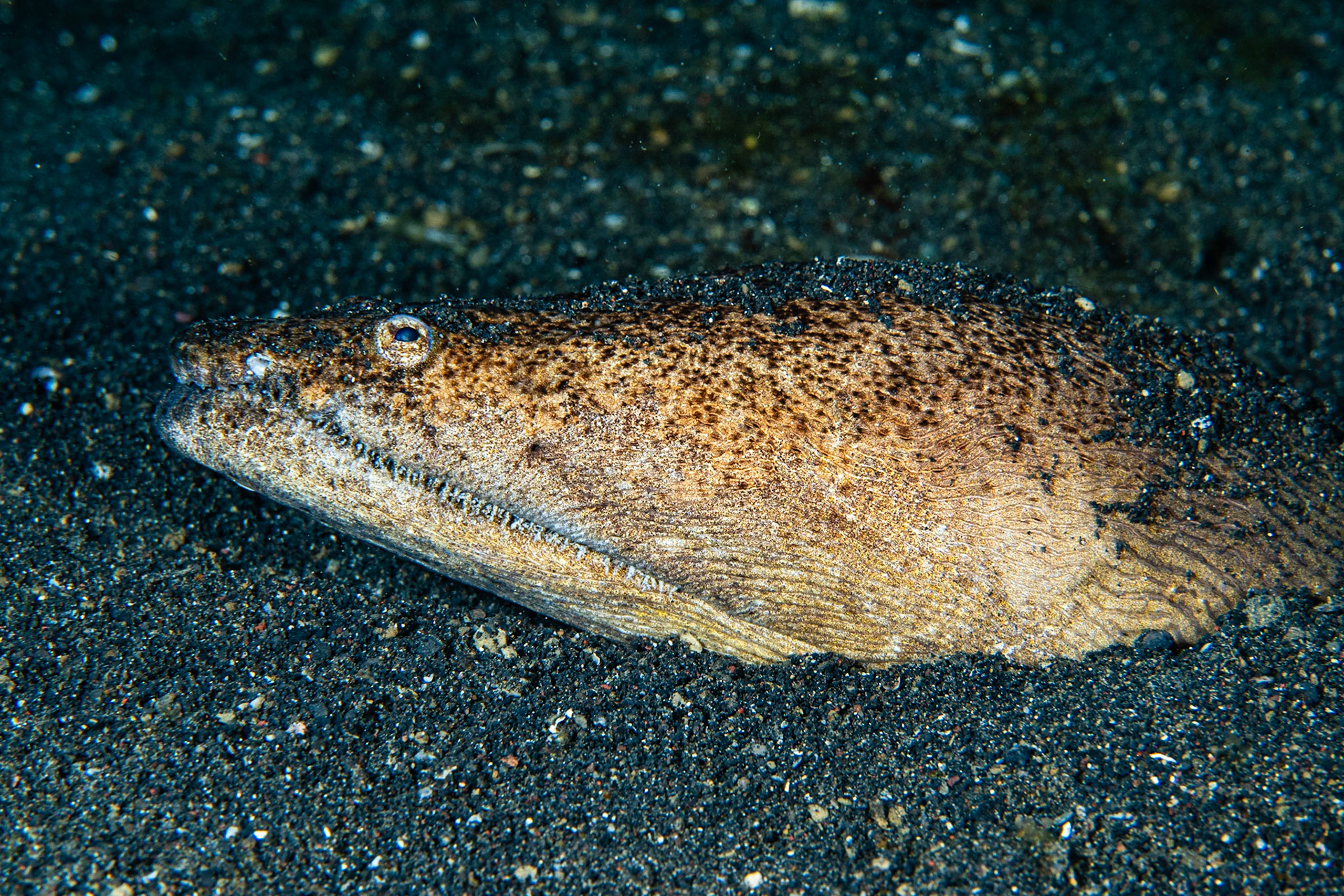 Stargazer Snake Eel