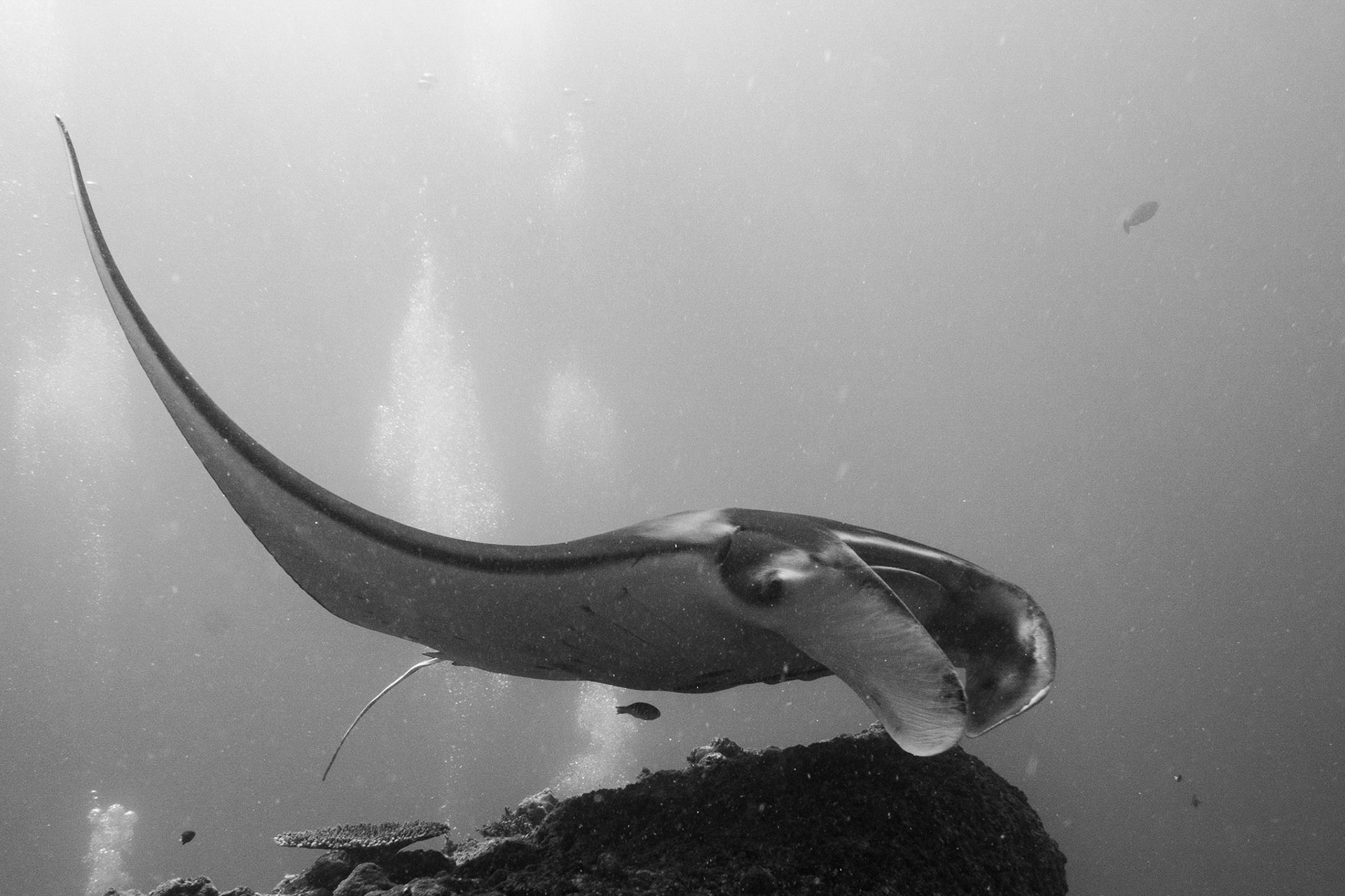 Reef Manta Ray