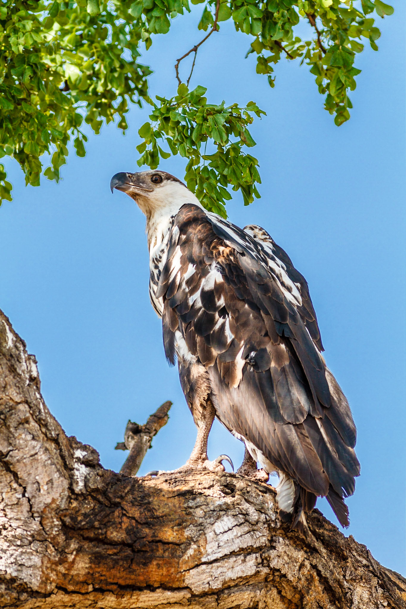 African Fish Eagle