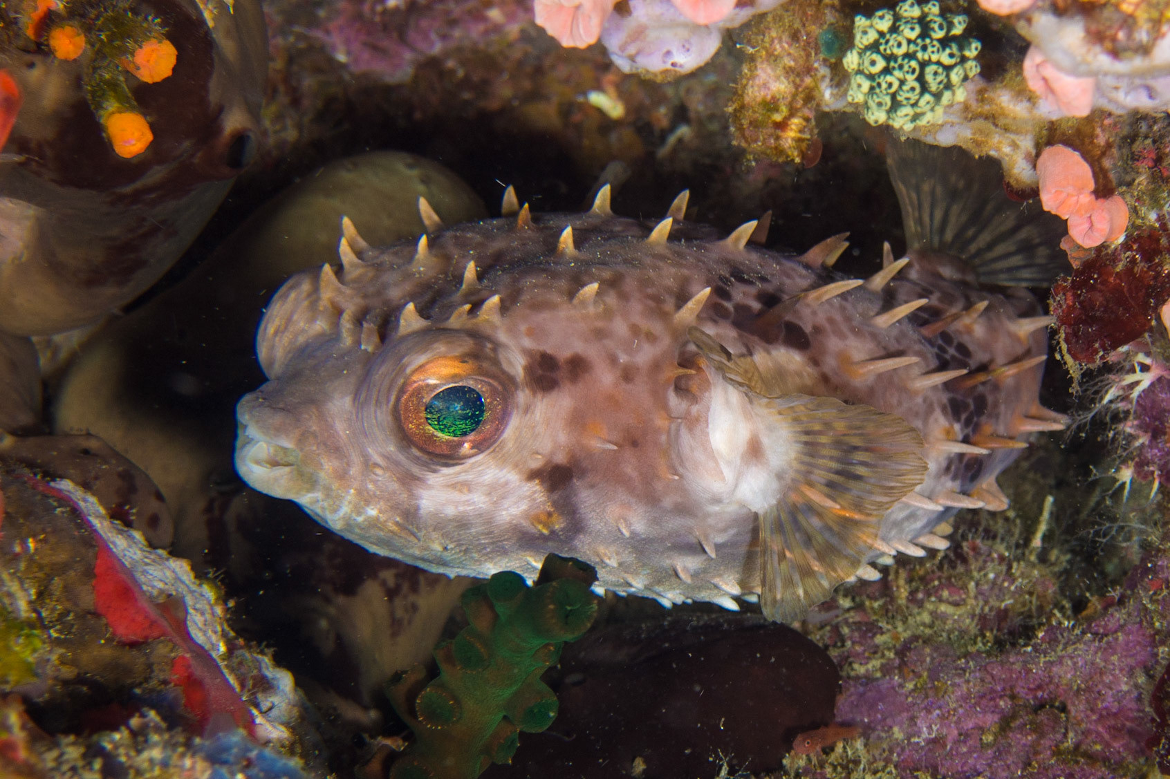 Orbicular Burrfish