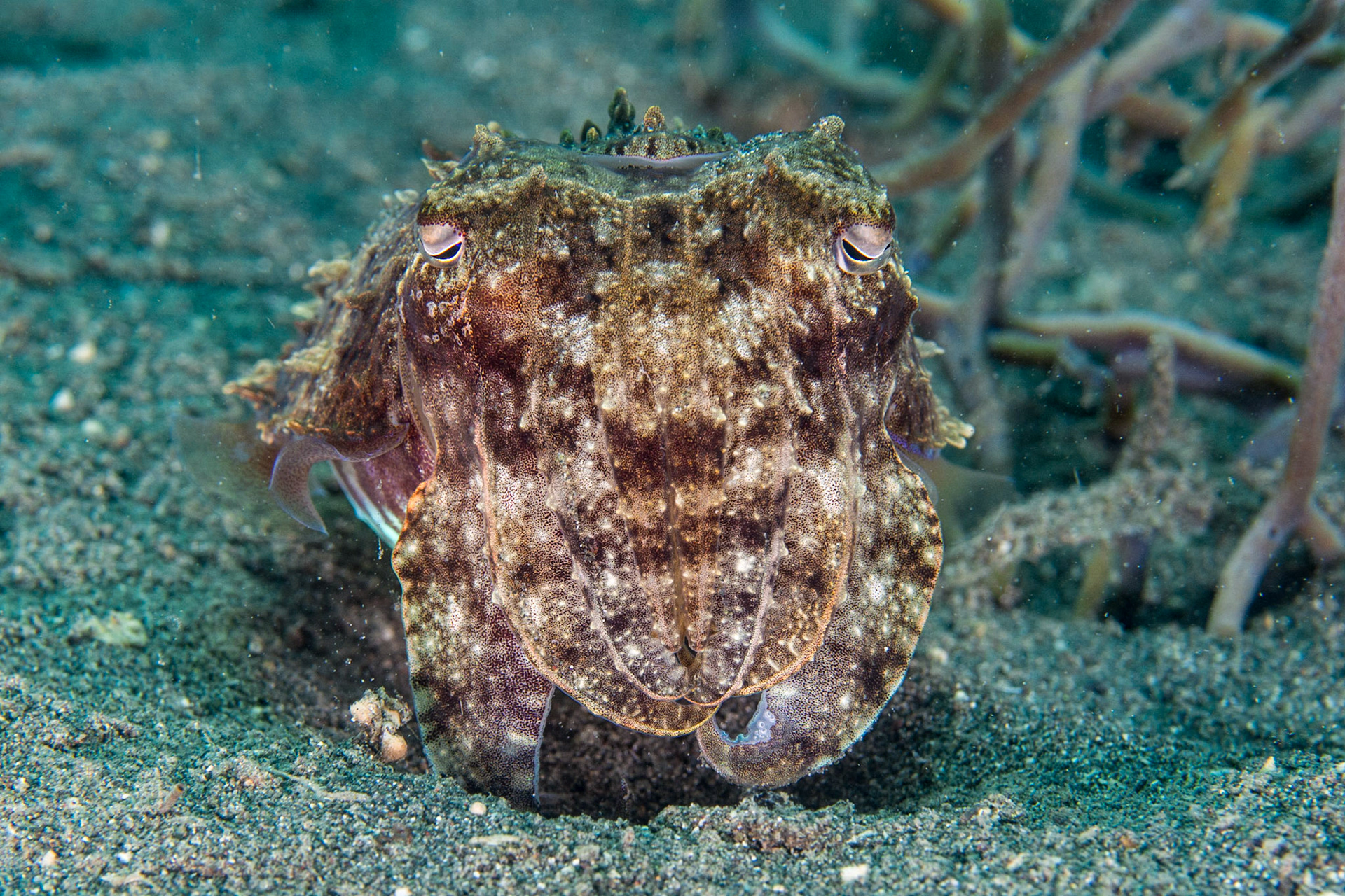 Broadclub Cuttlefish