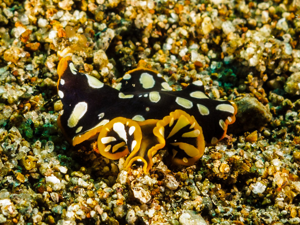 Brilliant flatworm