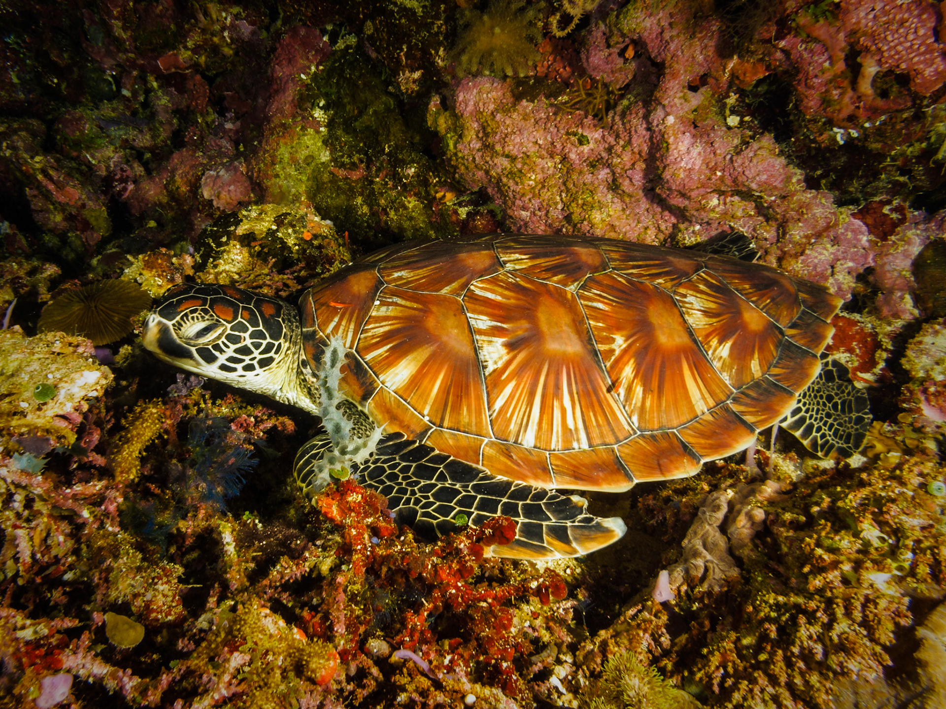 Green Turtle