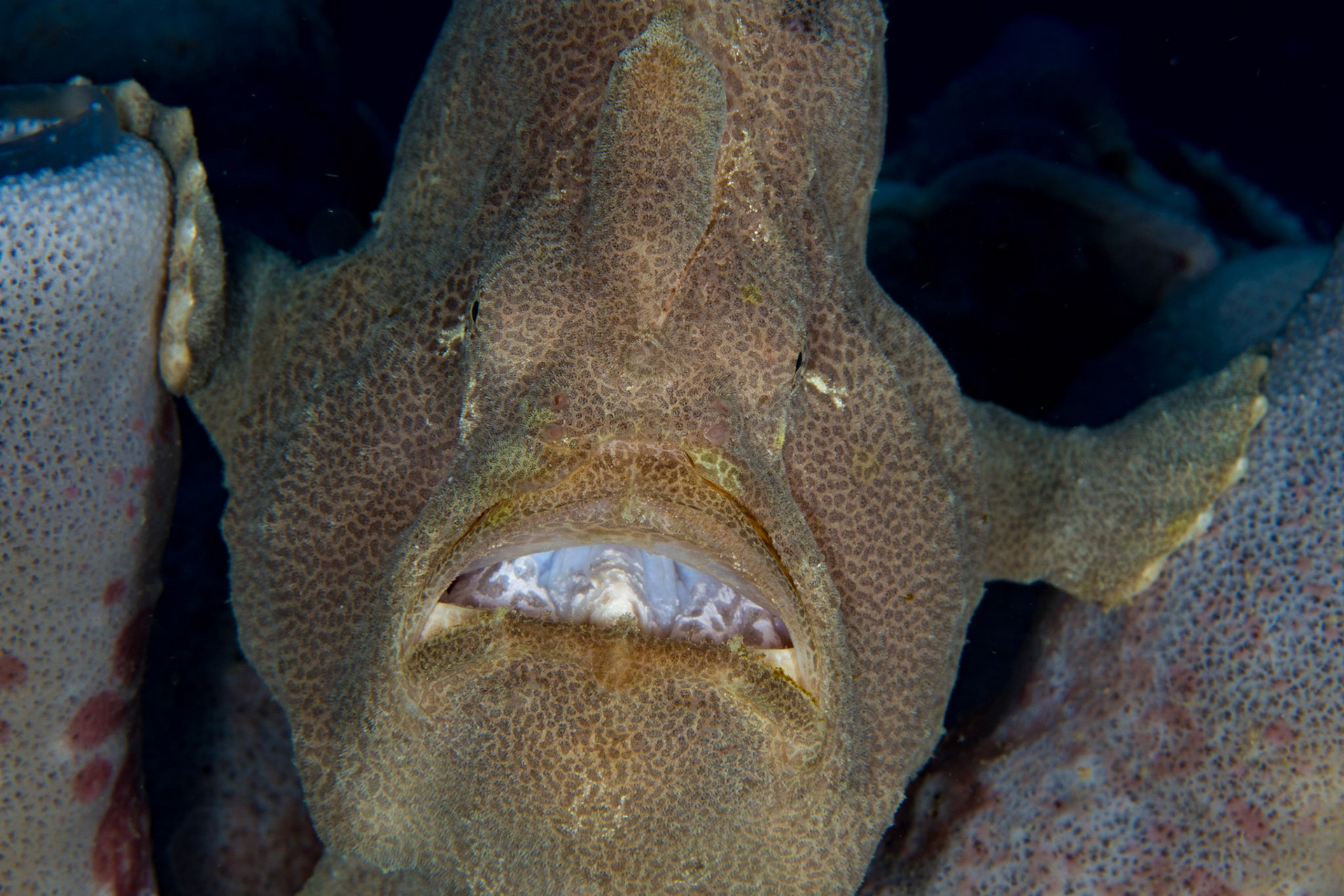 Giant Frogfish
