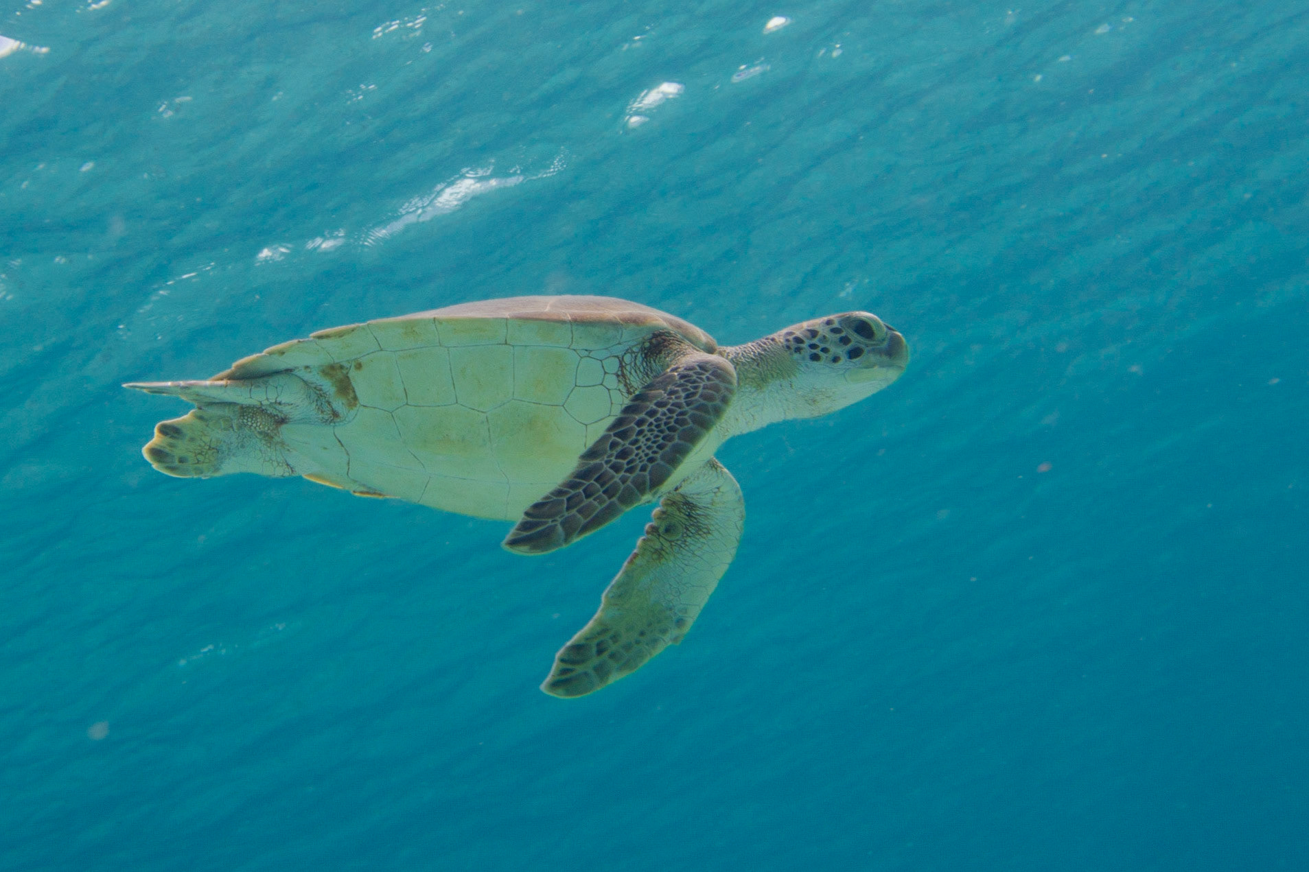 Hawksbill Turtle