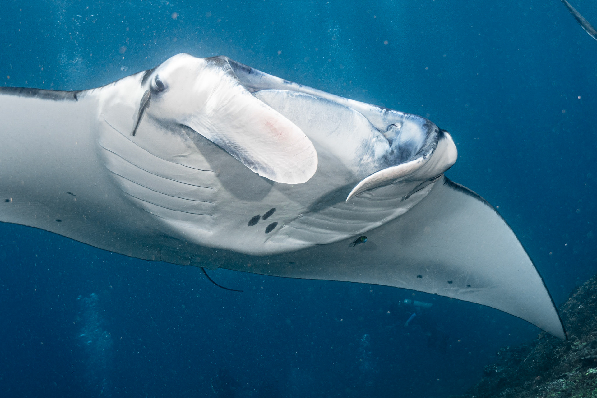 Reef Manta Ray