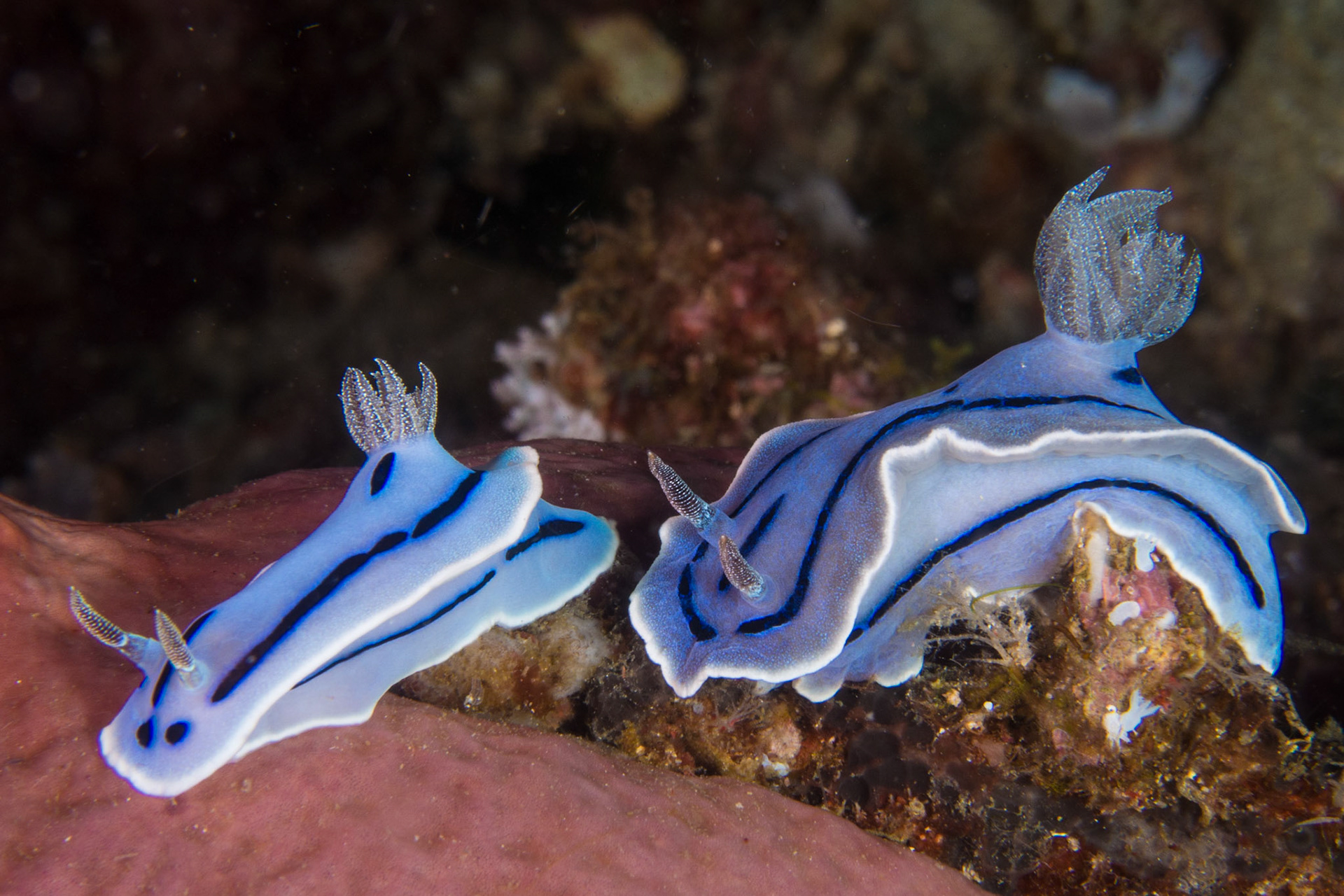 Chromodoris willani
