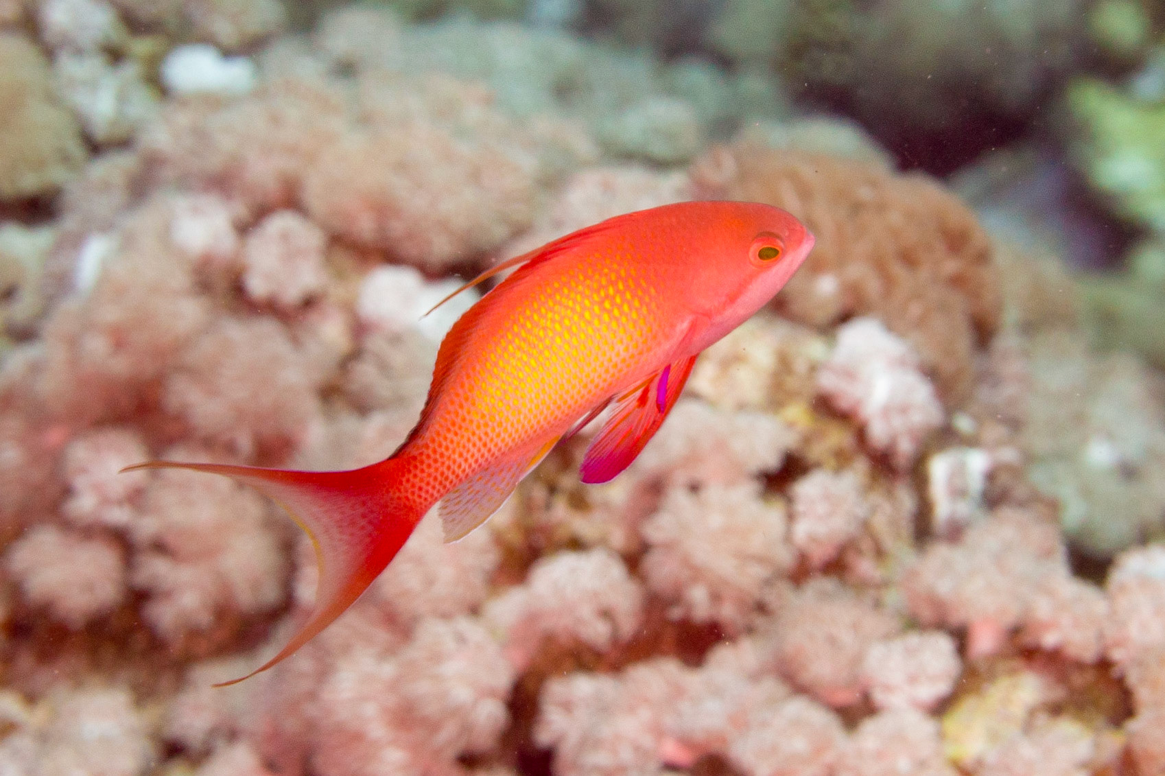 Scalefin Anthias