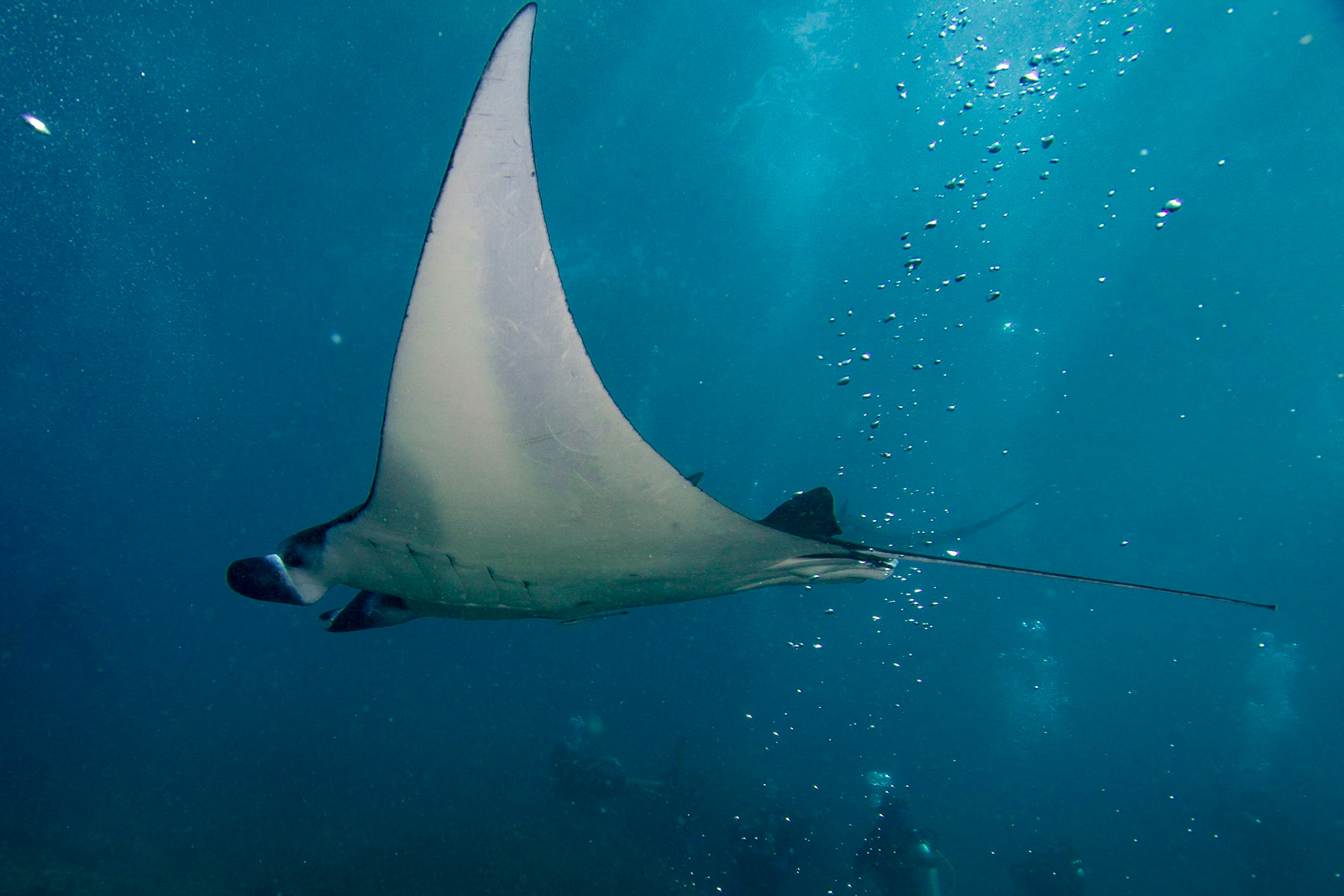 Reef Manta Ray