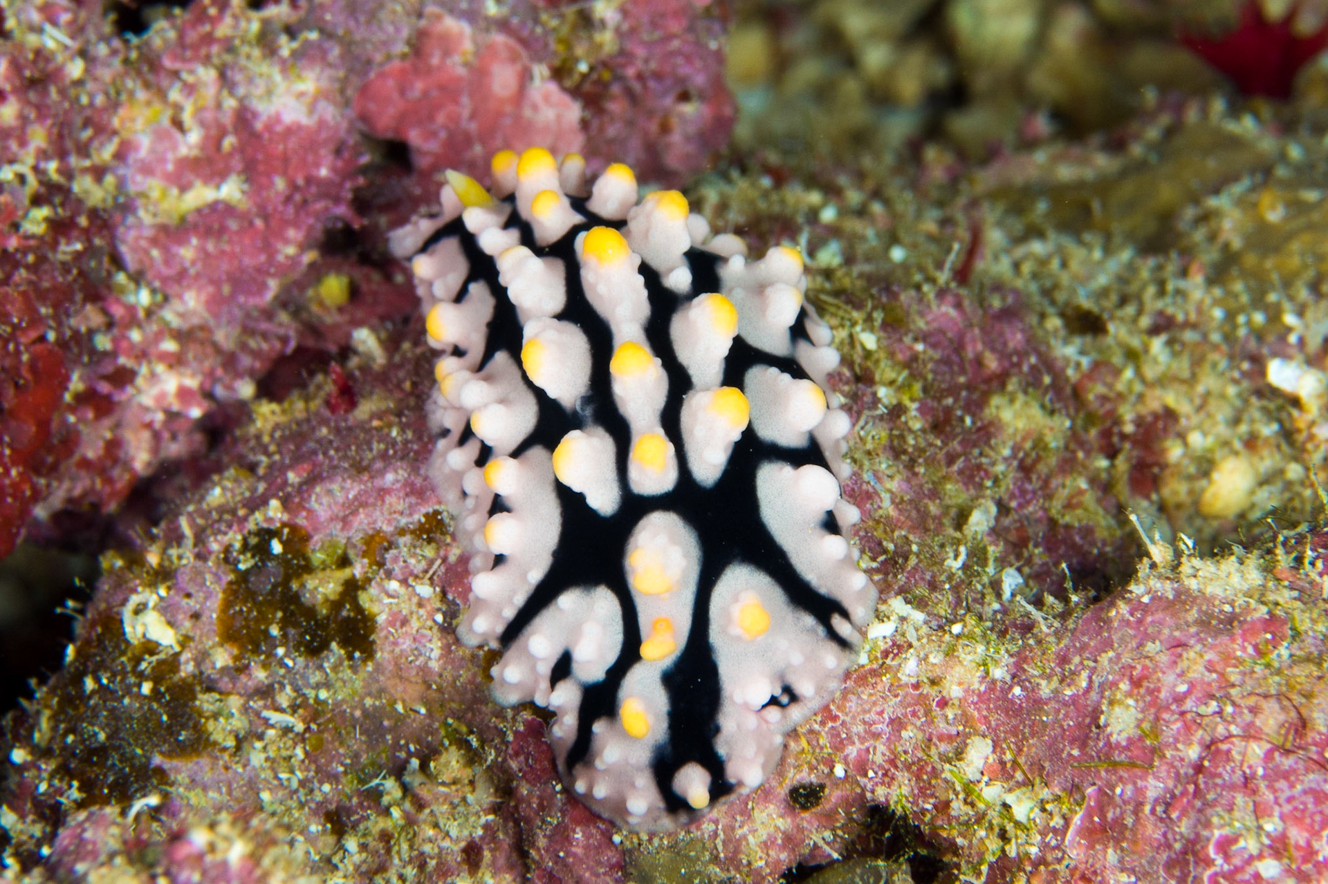 Phyllidia rueppelii