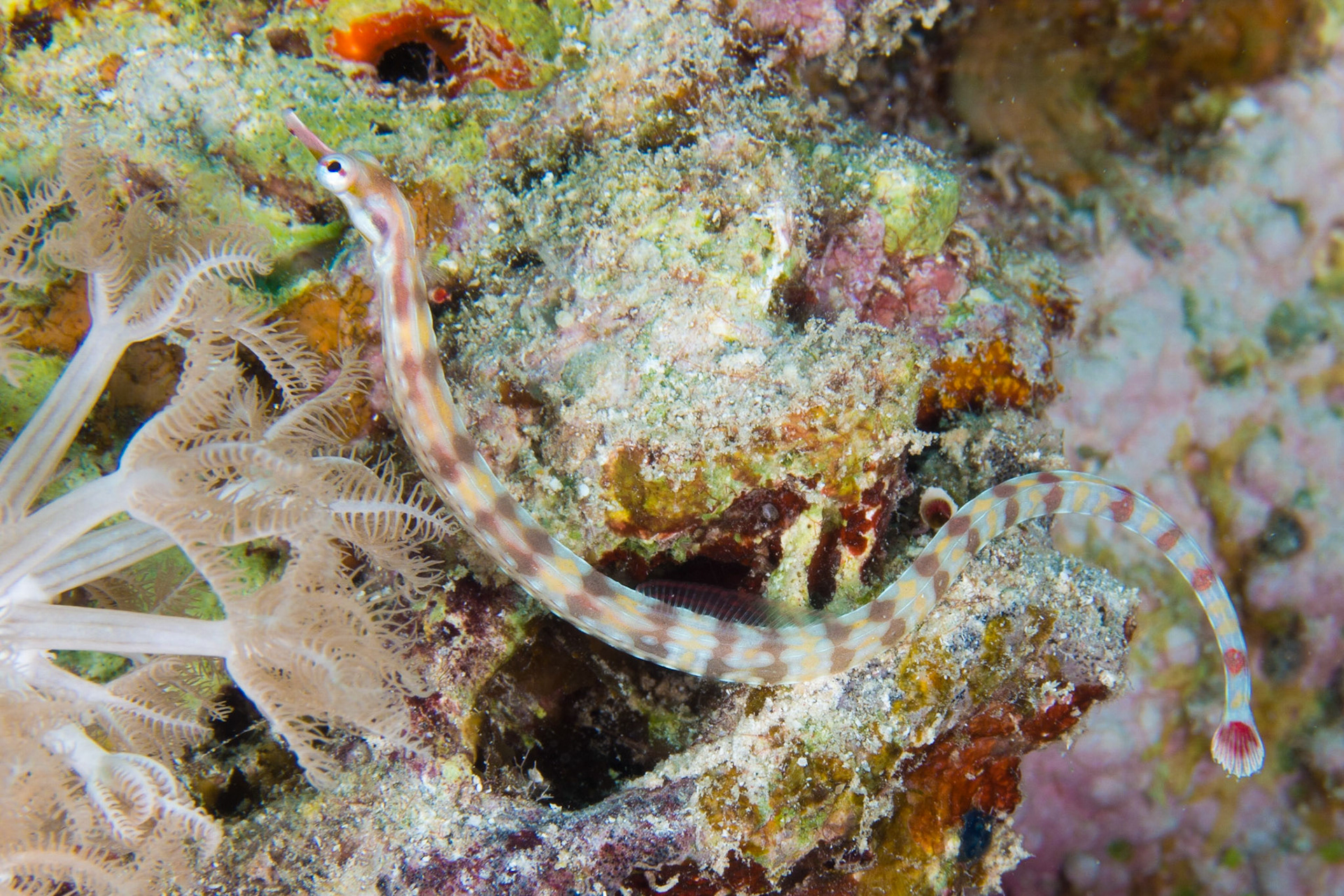 Network Pipefish