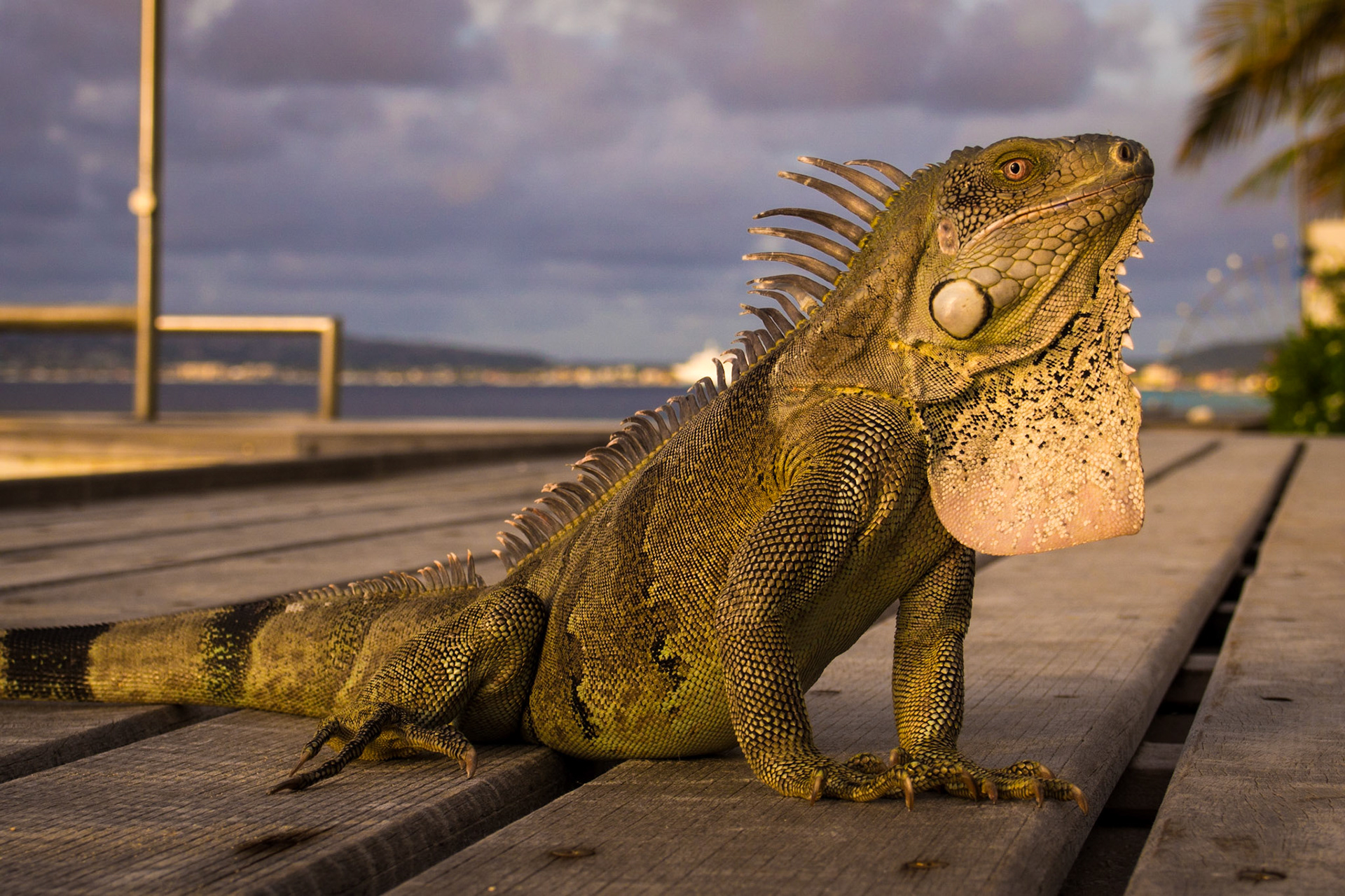 Green Iguana