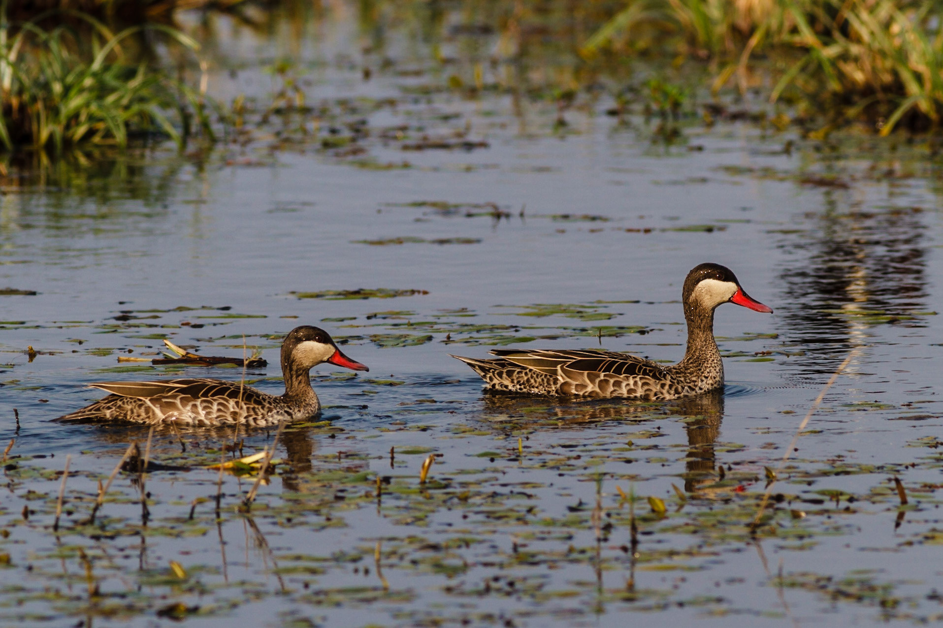 Red-billed Teal