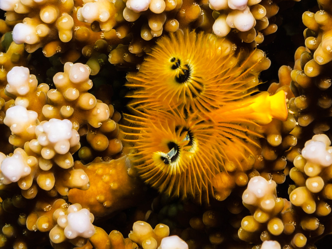 Christmas Tree Worm