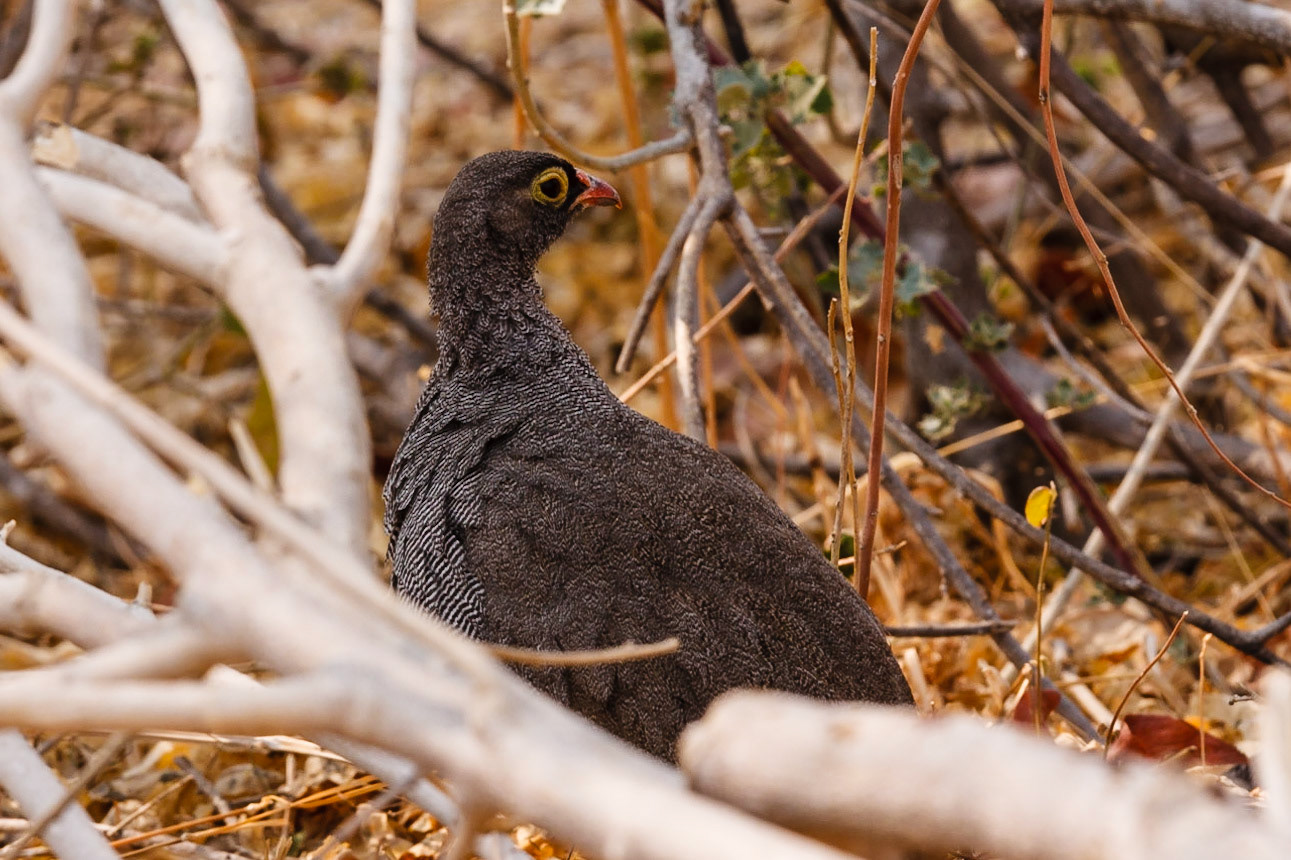 Red-billed Spurfowl