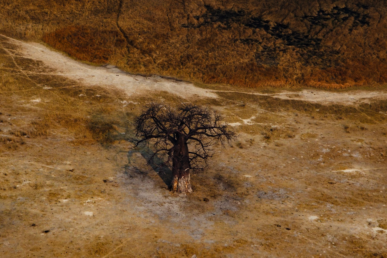 A Baobob in the Okavango from above