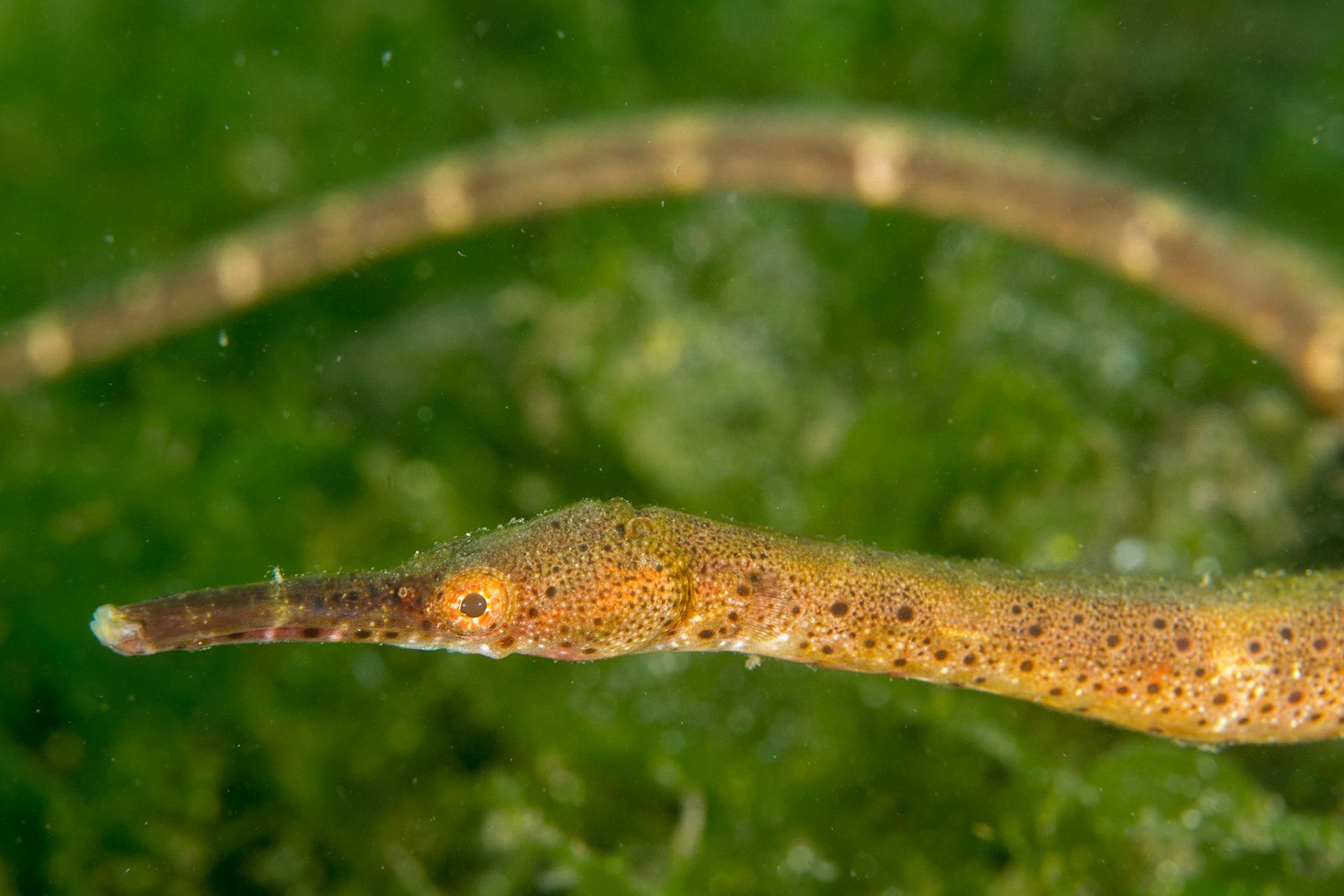 Short-tailed Pipefish