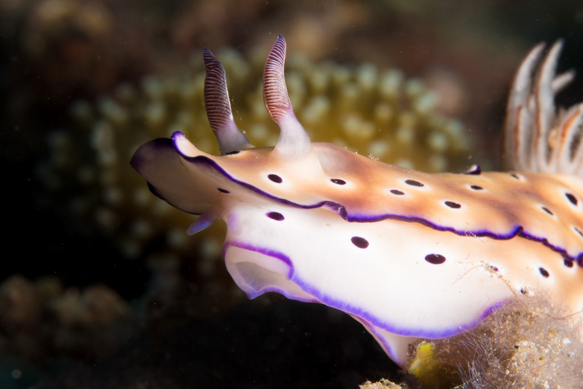 Hypselodoris tryoni