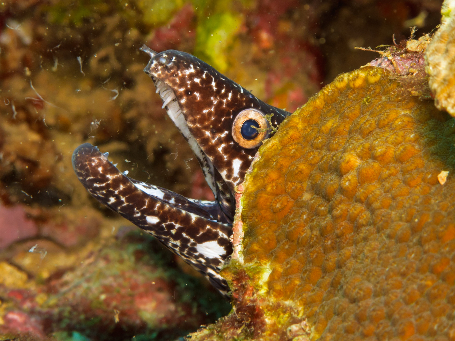 A Spotted Moray Eel peeking out from behind a coral