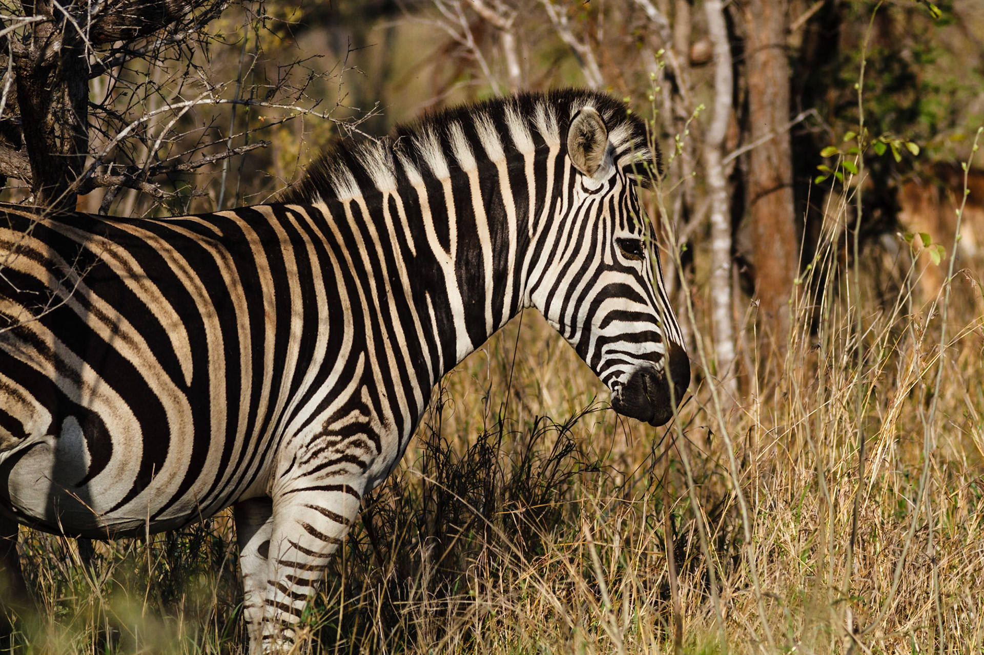 Common Zebra