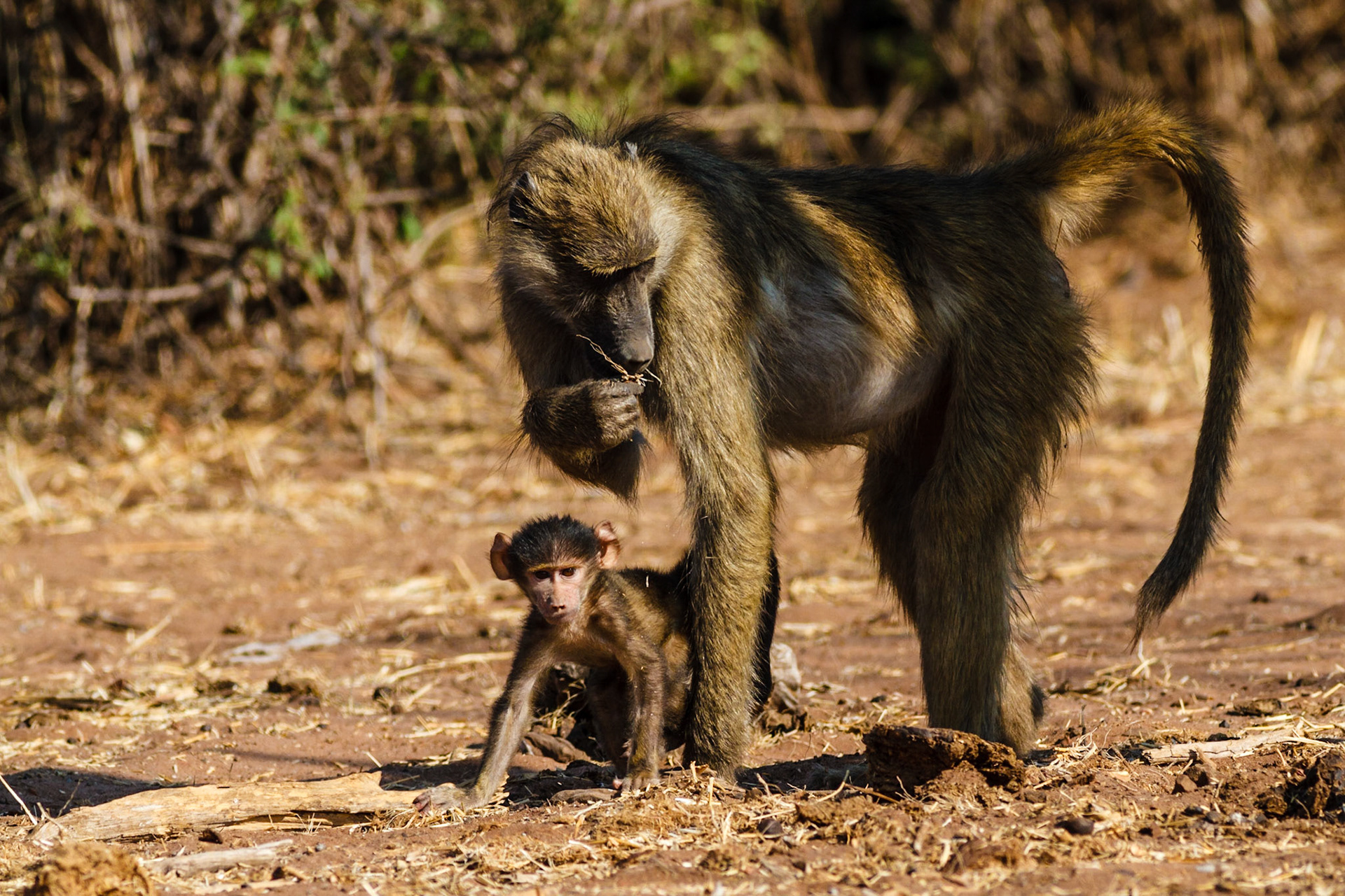 Chacma Baboon and baby