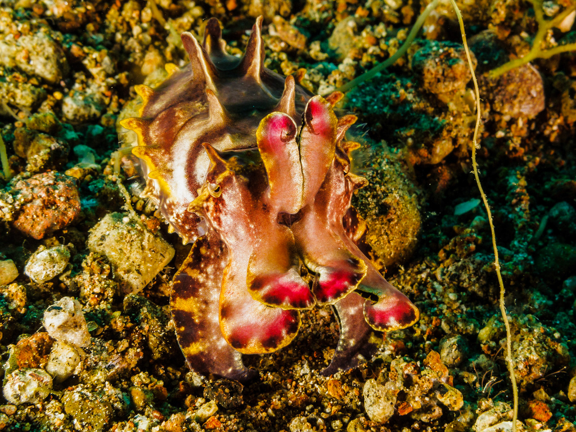 Flamboyant Cuttlefish