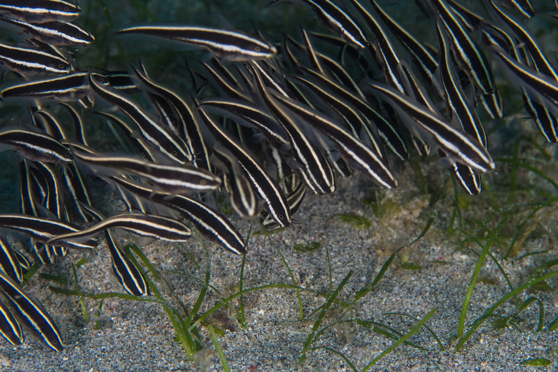 Convict Fish