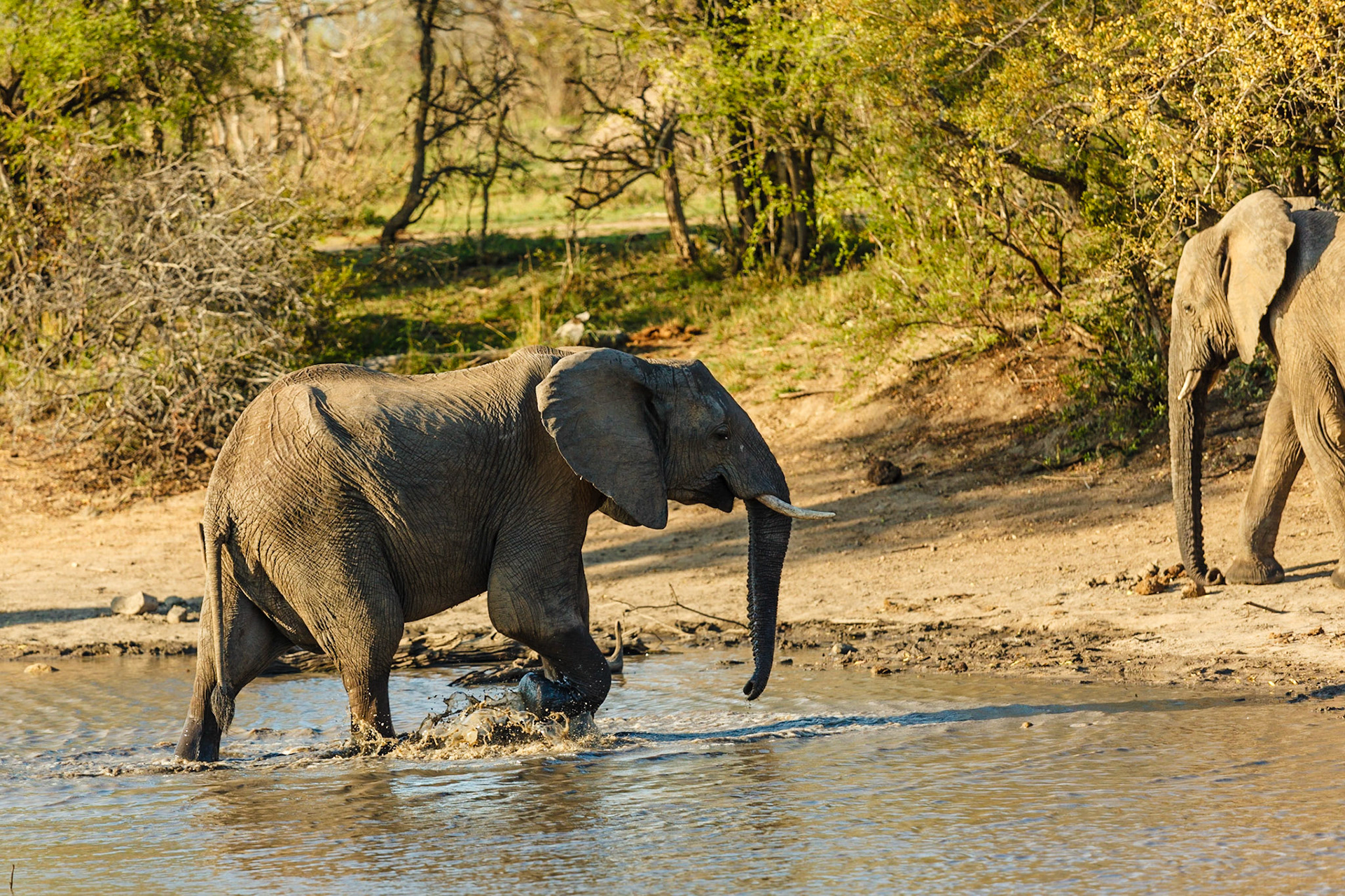 African Elephant