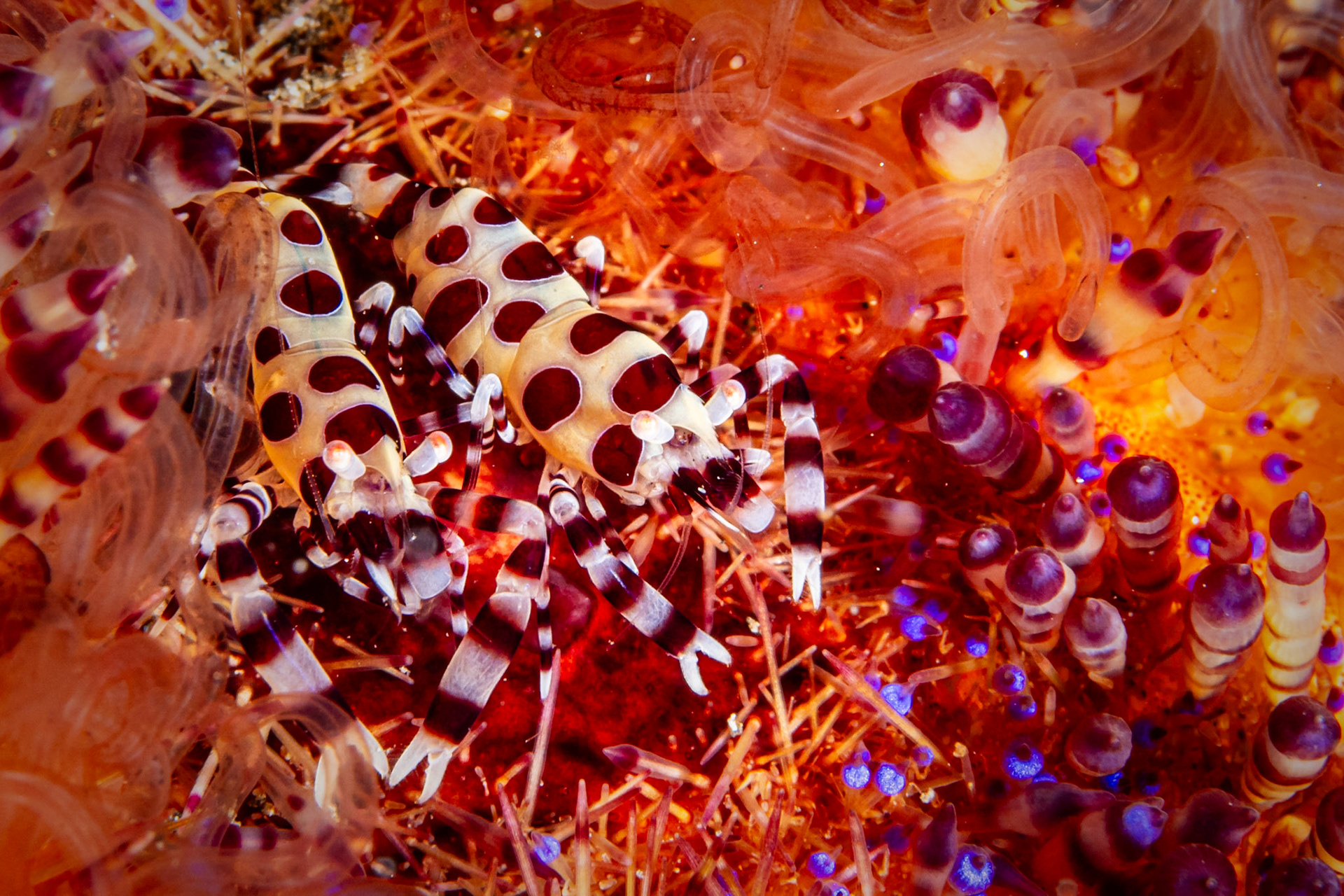 Coleman Shrimp and Variable Fire Urchin