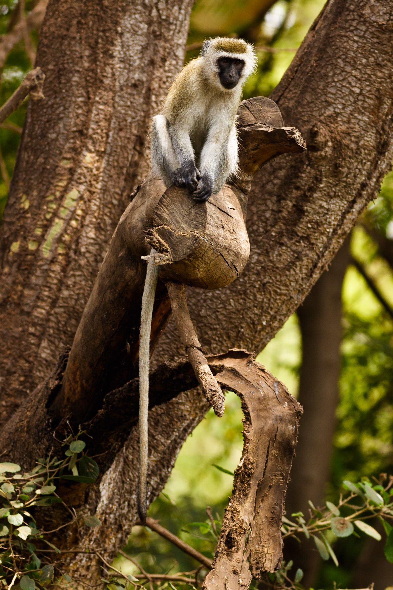 Vervet Monkey
