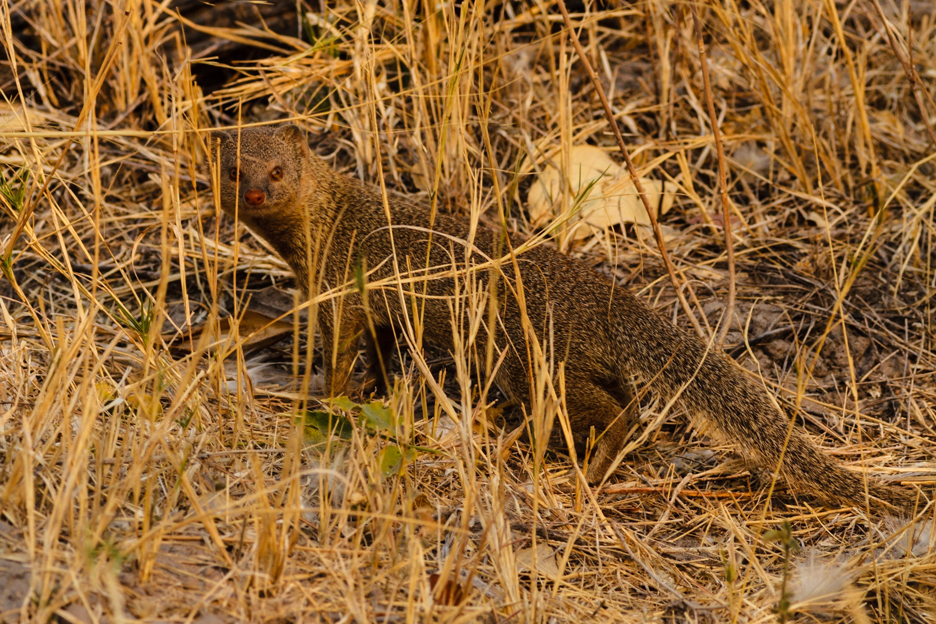 Slender Mongoose