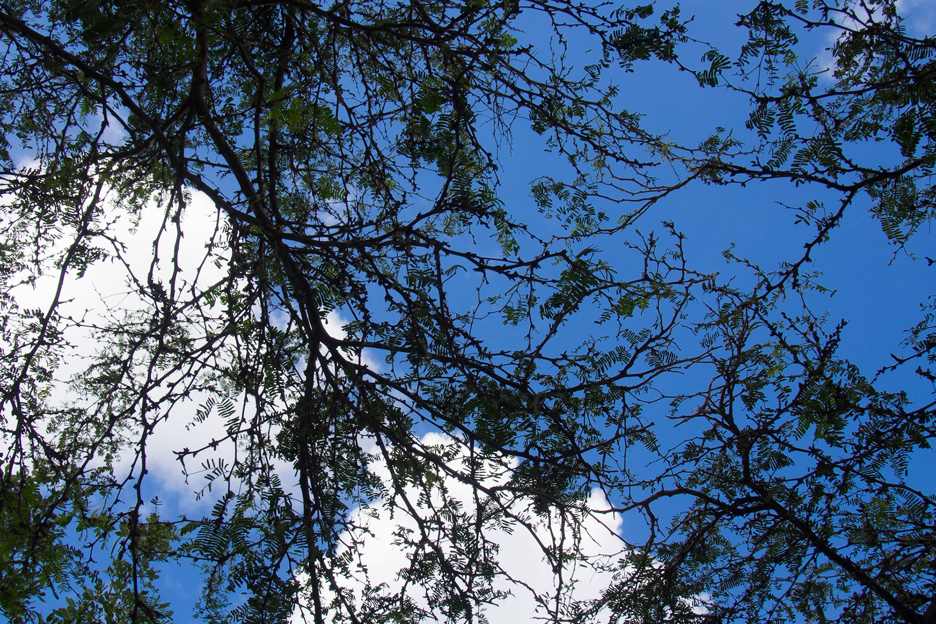 The sky through tree branches