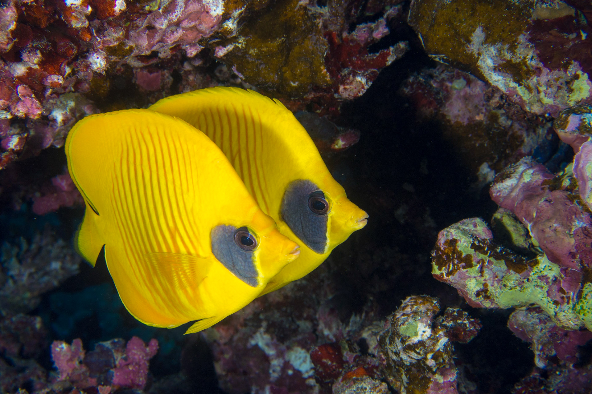 Masked Butteryflyfish