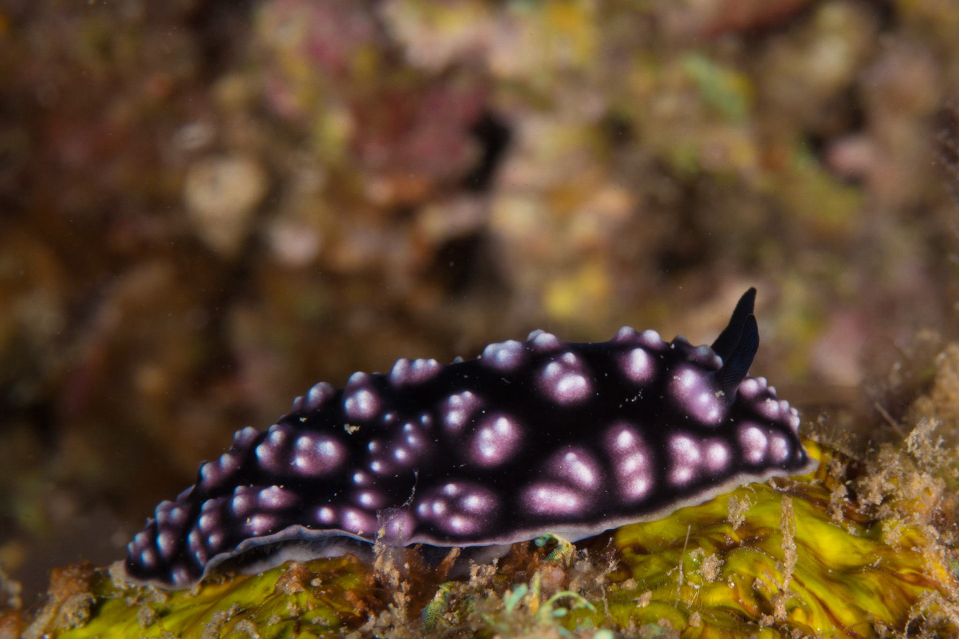 Phyllidiella pustulosa