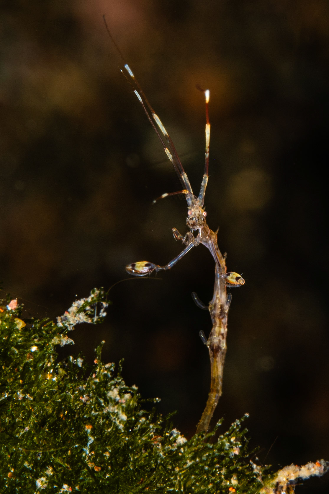 Skeleton Shrimp