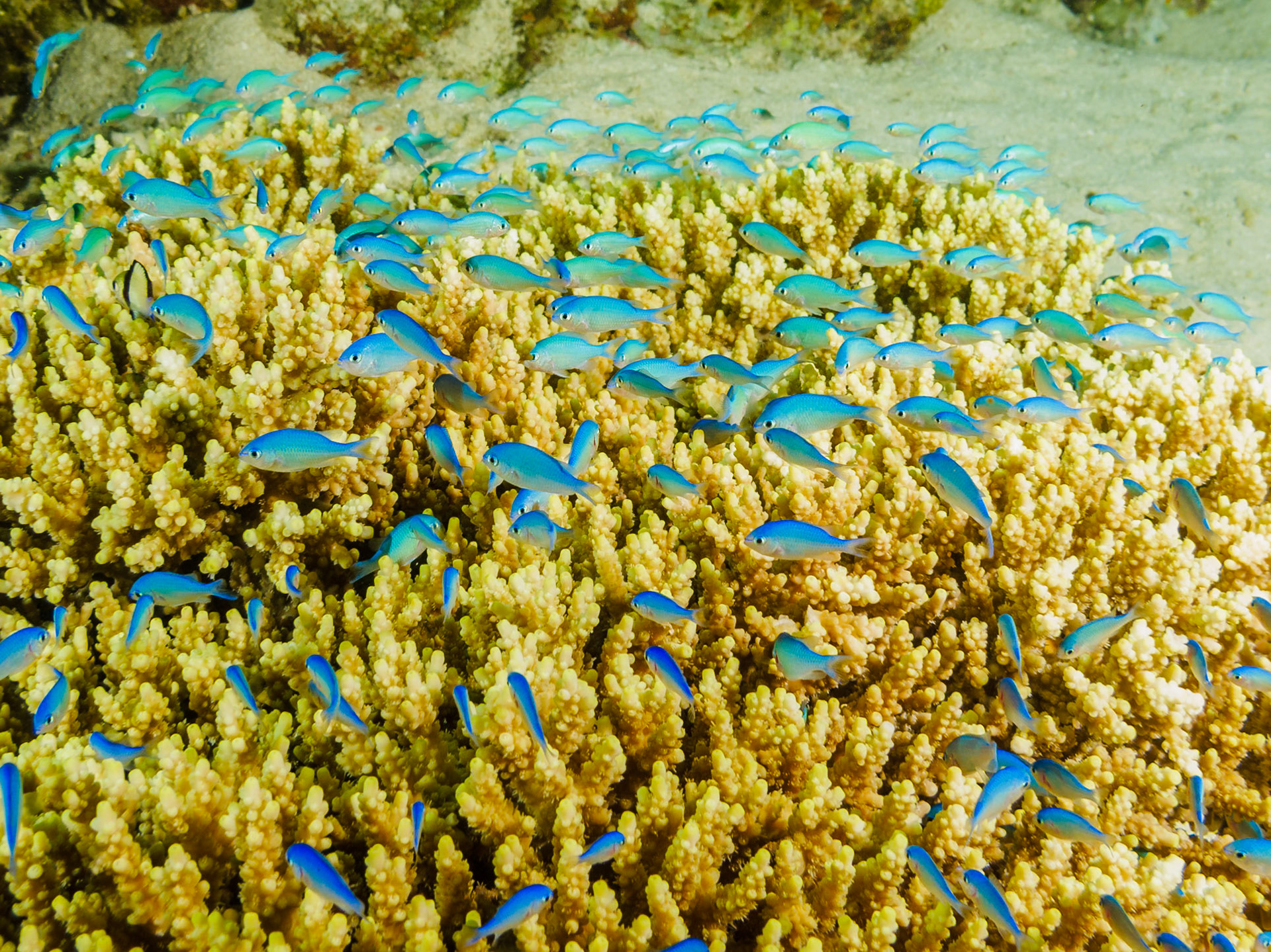 Bluegreen Chromis