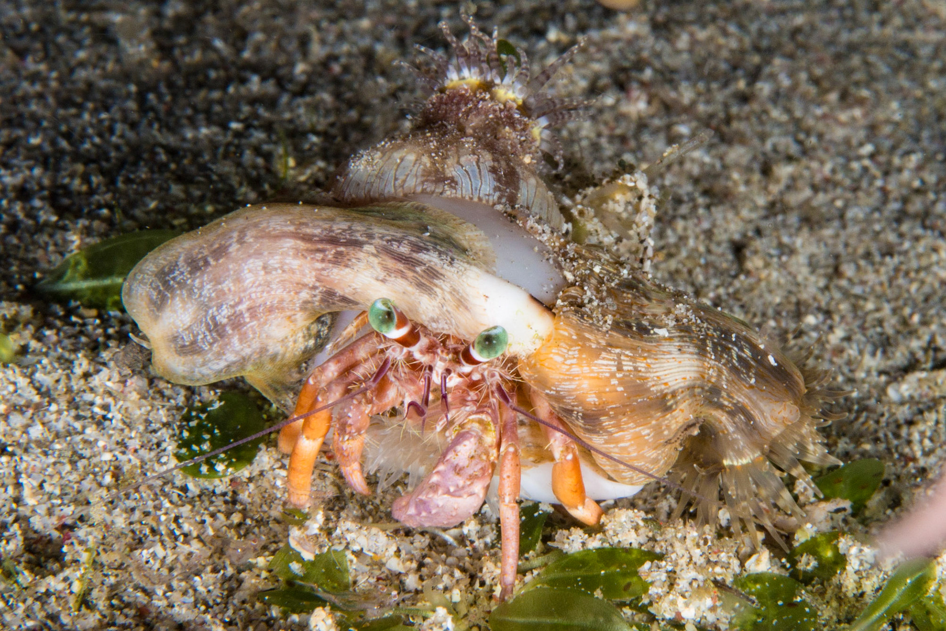 Anemone Hermit Crab and Hermit Crab Anemone (Philippines)