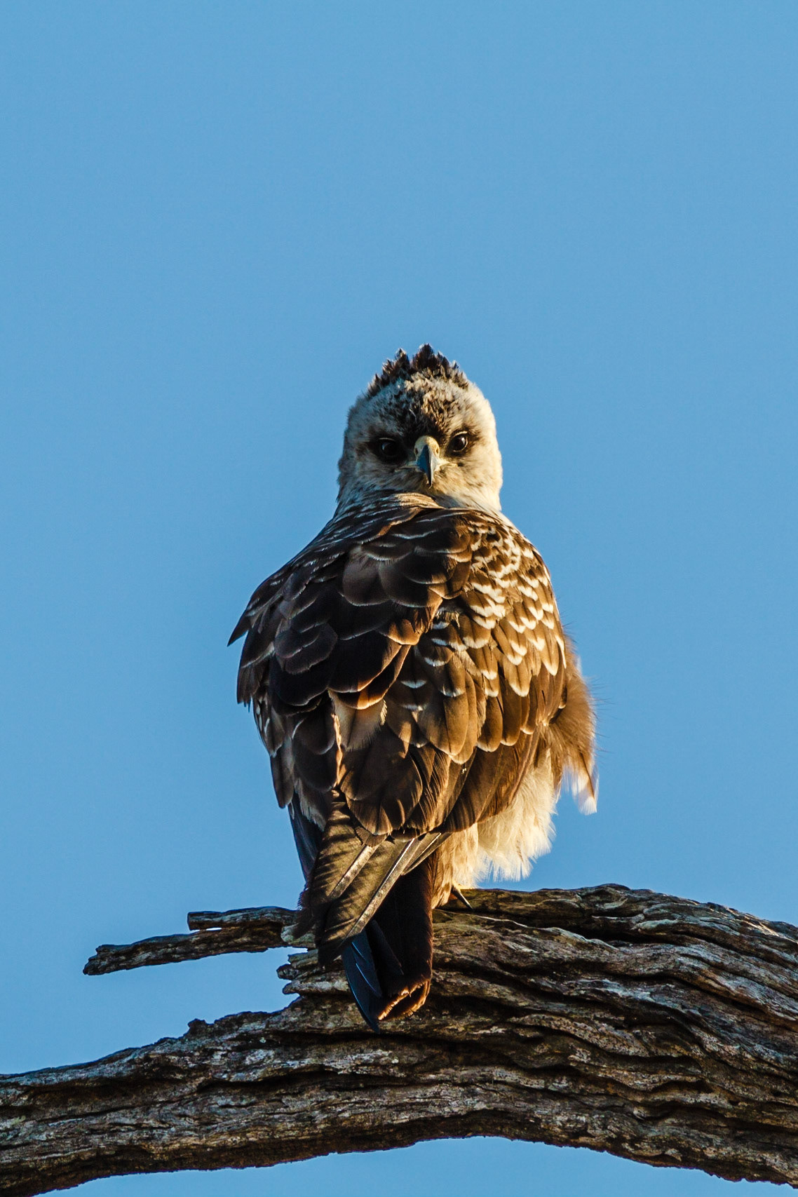Martial Eagle