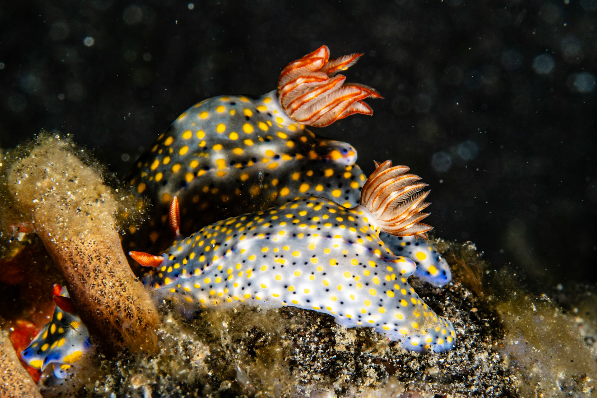 Hypselodoris roo