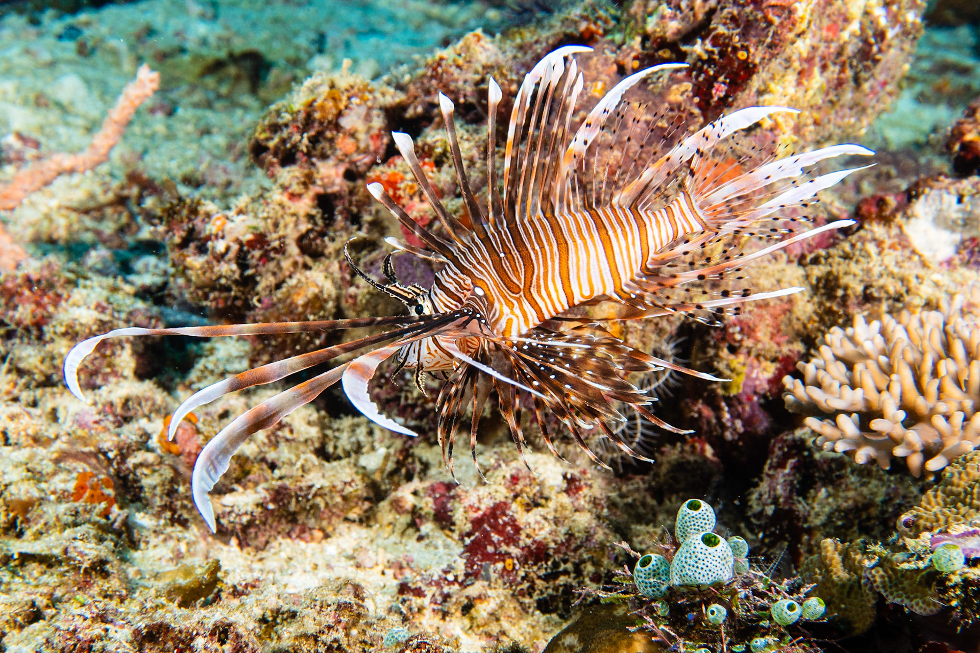 Red Lionfish
