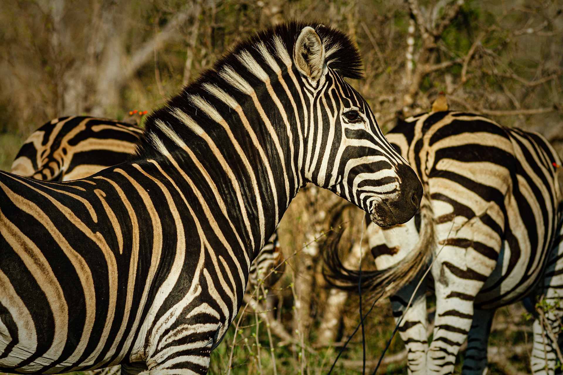 Common Zebra